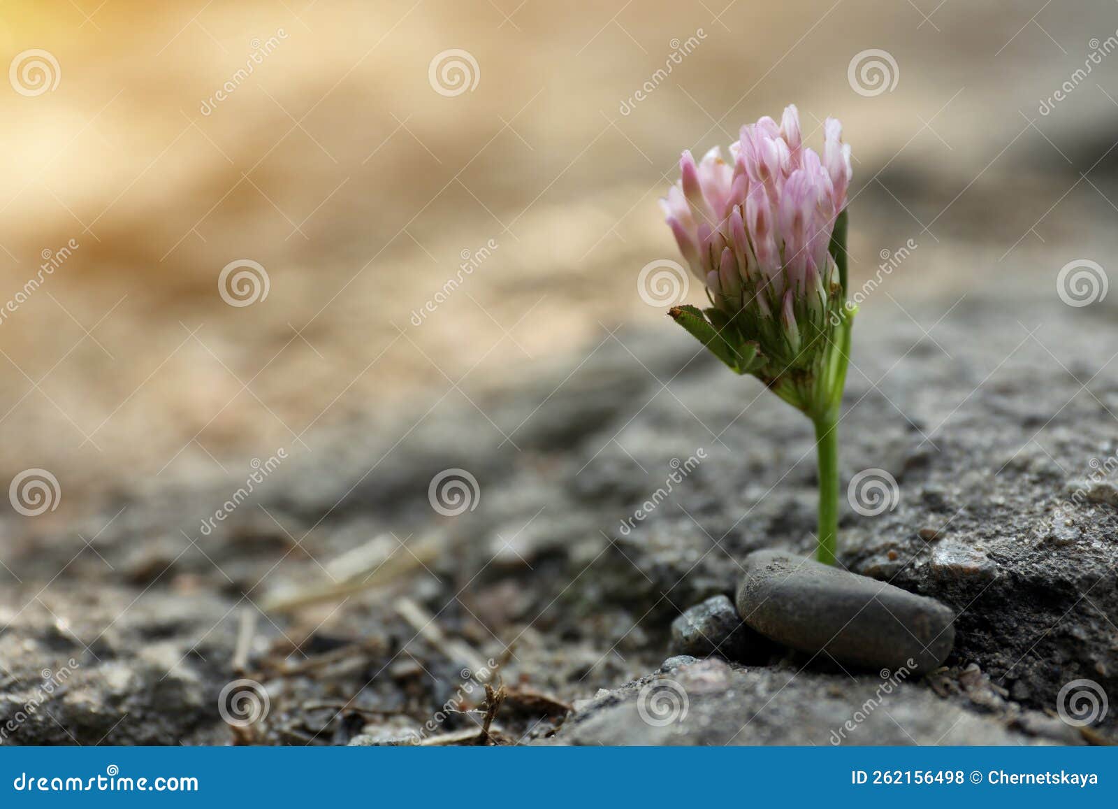 Beautiful Flower Growing in Dry Soil, Space for Text. Hope Concept