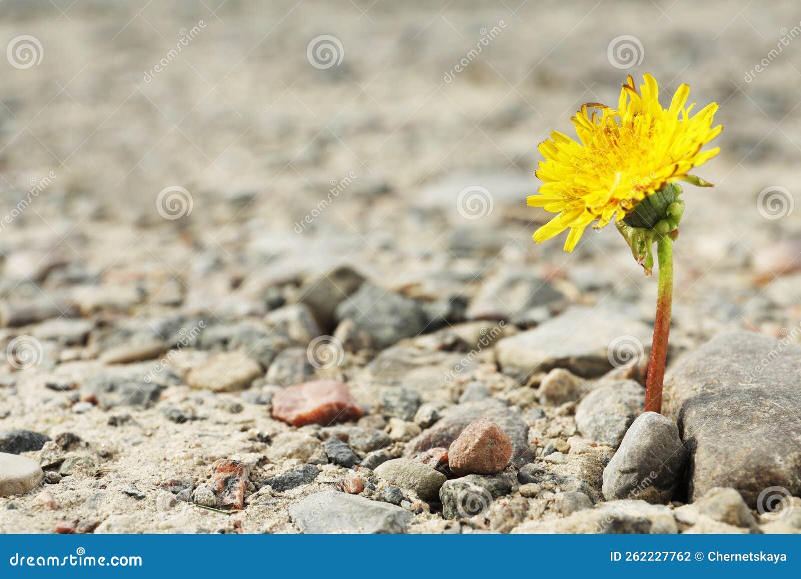 Beautiful Flower Growing in Dry Soil, Space for Text. Hope Concept