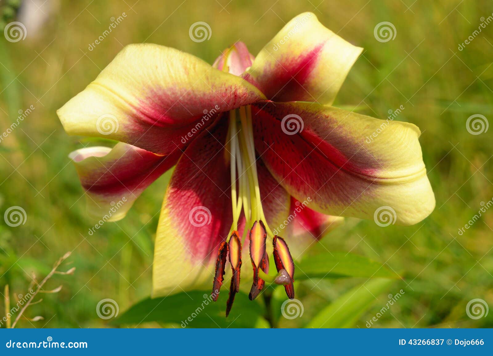 Beautiful Flower with Long Stamens in the Center Stock Image Image of