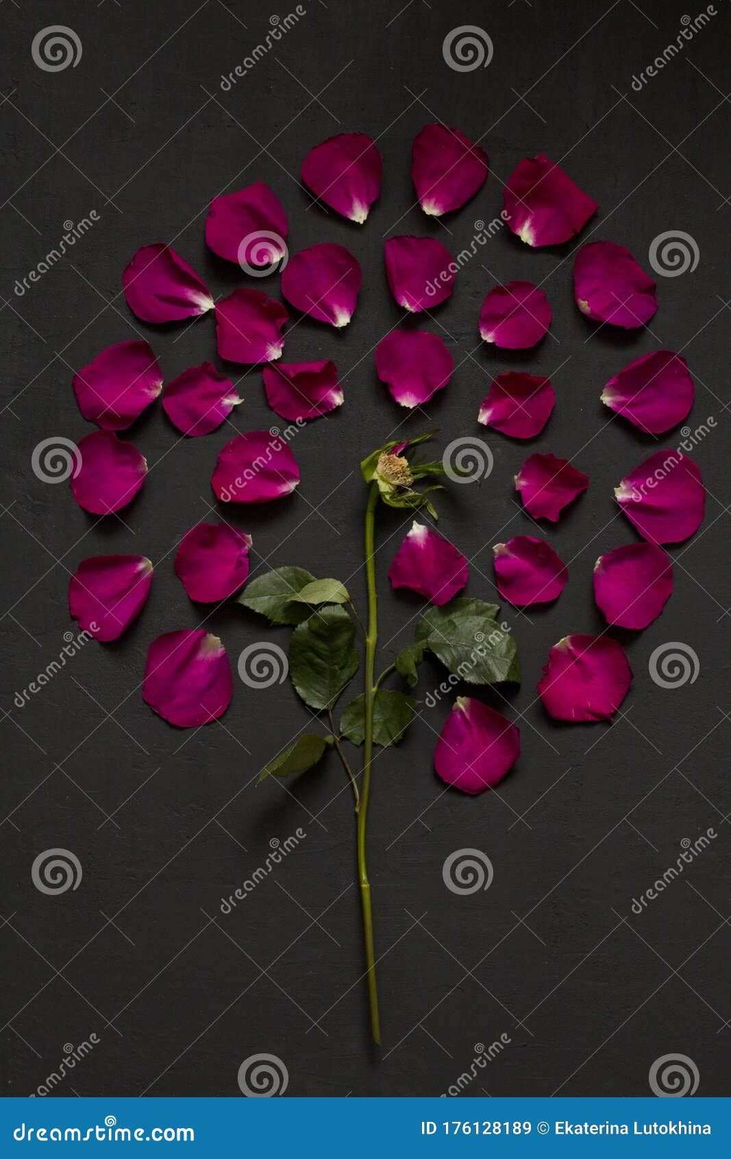 Beautiful Flower Mandala of Pink and Red Roses on Black Dark Background ...