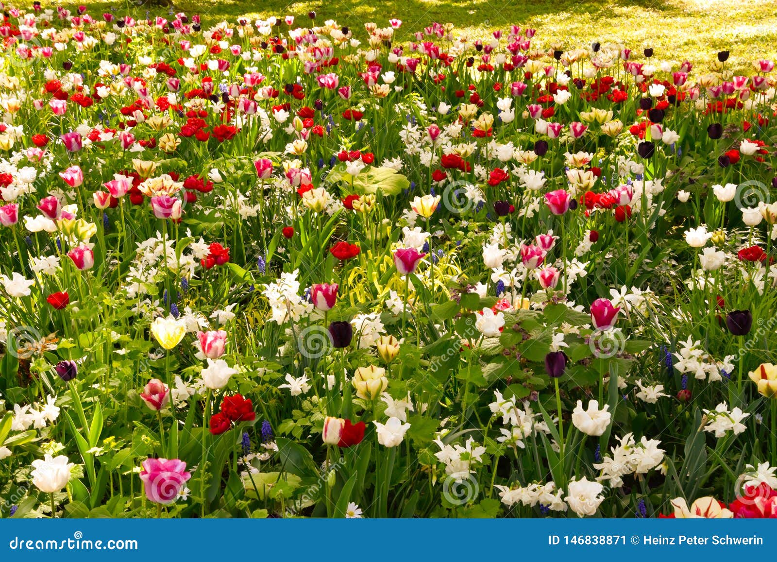 Flower Meadow with Tulips, Daffodils and Daffodils Stock Image - Image ...