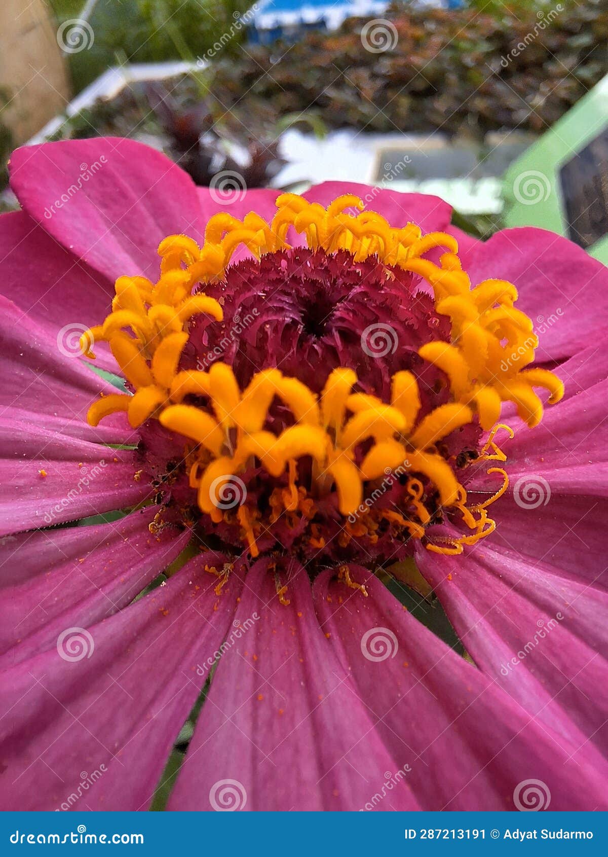 Beautiful Flower on Mother& X27;s Grave Stock Image Image of flower