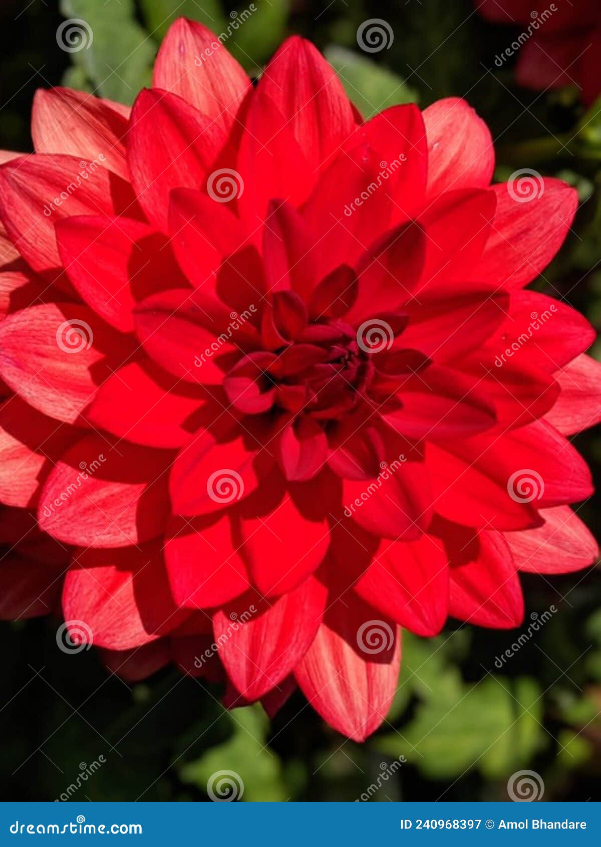 Beautiful Flower from the Nature. Nice To See Stock Image Image of