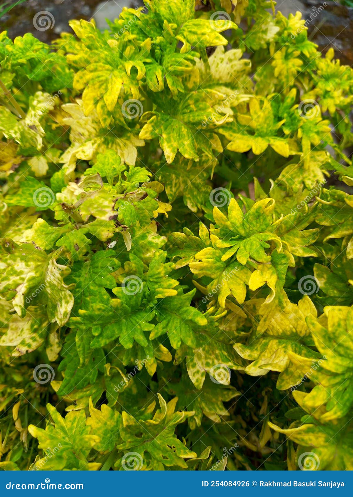 Beautiful Flower Pattern, with Color Combination Yellow and Green Stock