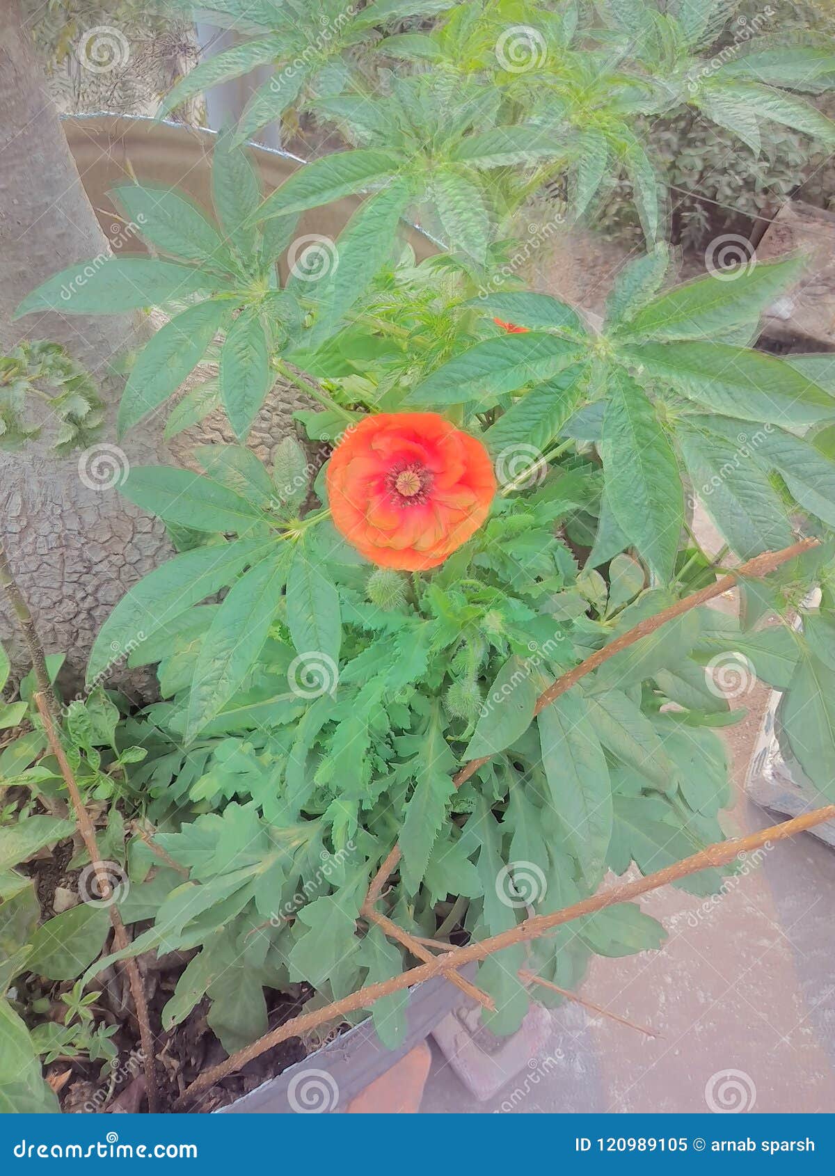 beautiful flower plant at home in india stock image - image of