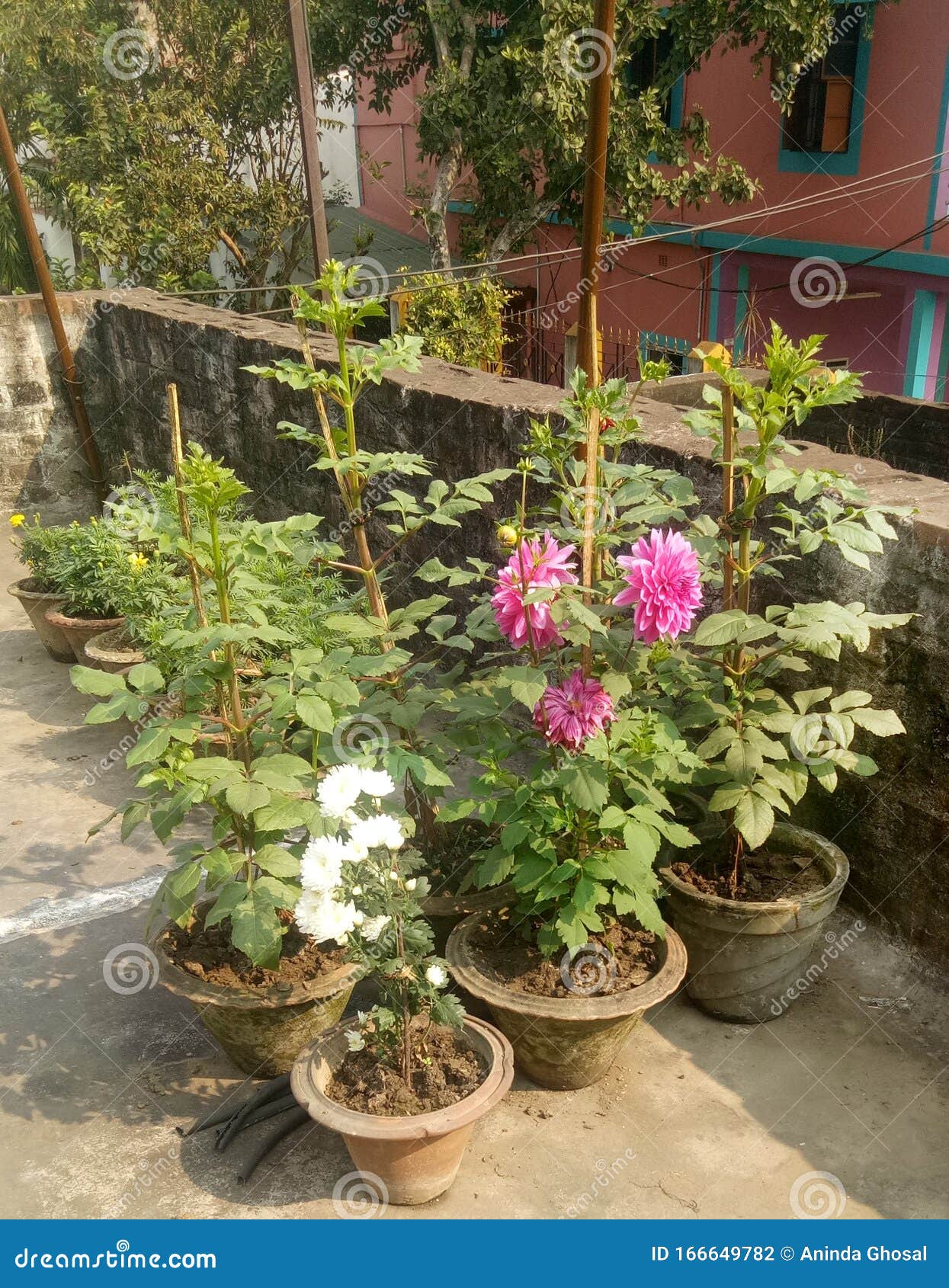 Beautiful Flower Plant in the Tub Stock Photo Image of flower