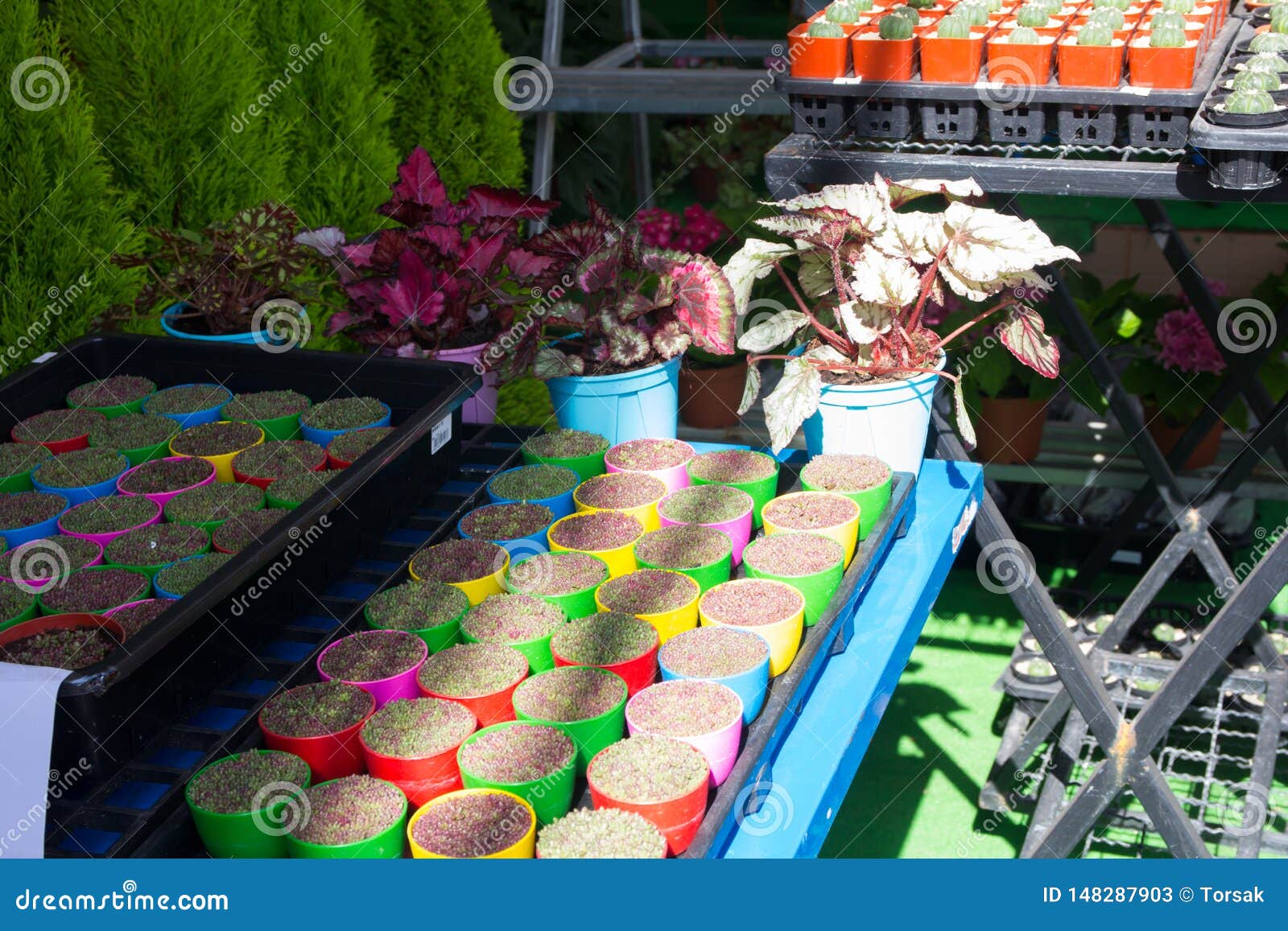 Beautiful flower pot stock image. Image of beautiful 148287903