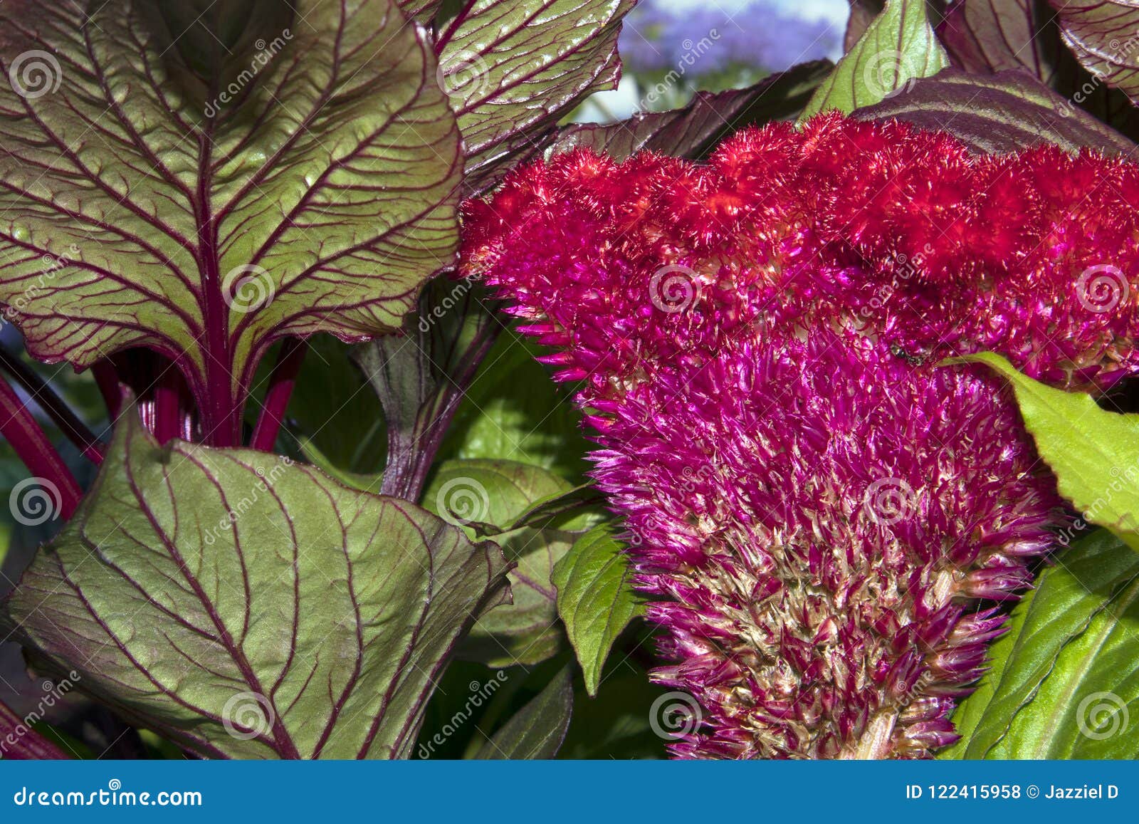 Beautiful Flower Of Purple Garden Celosia Cristata Stock Photo Image Of Blossom Floral 122415958