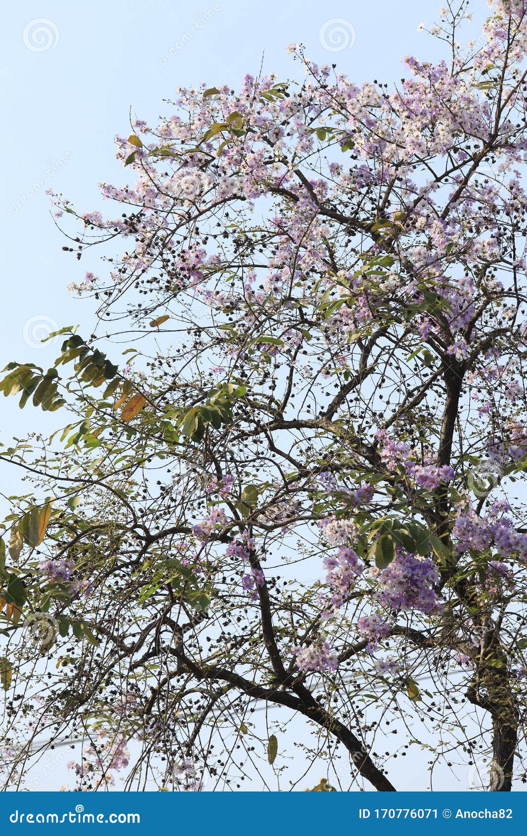 Beautiful Flower Queens CrapeMyrtle Flower Blooming Soft Focus Stock