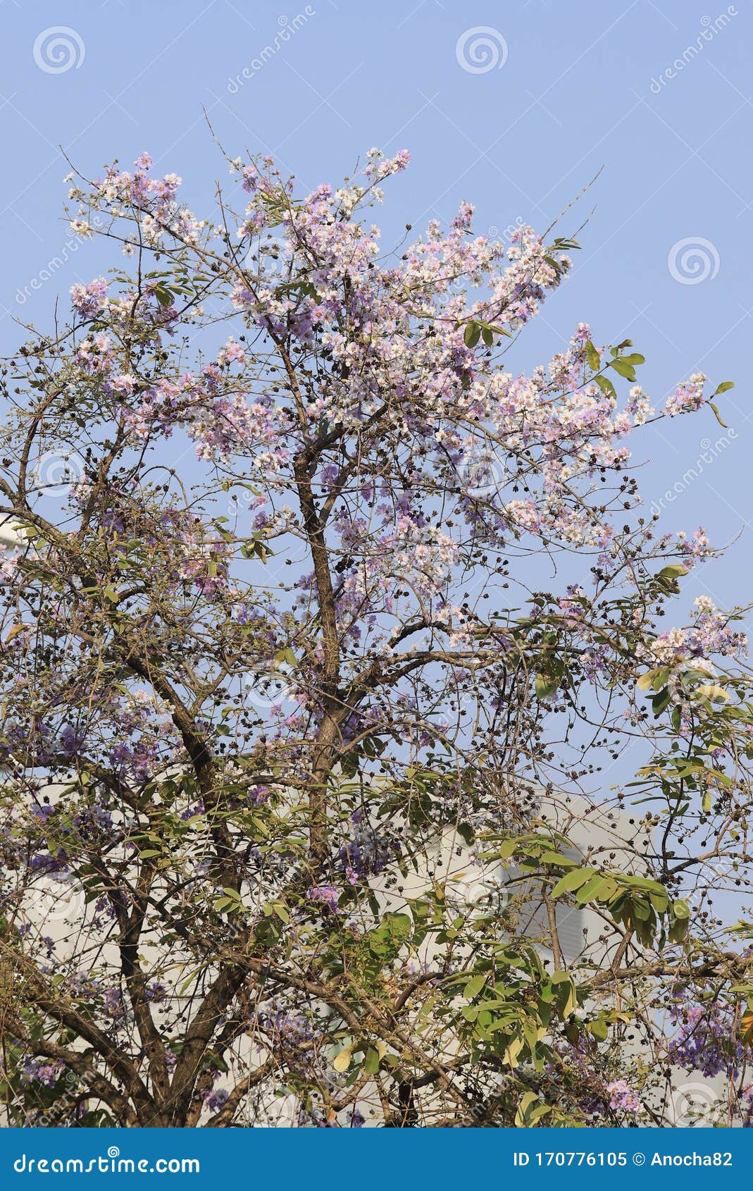 Beautiful Flower Queens CrapeMyrtle Flower Blooming Soft Focus Stock