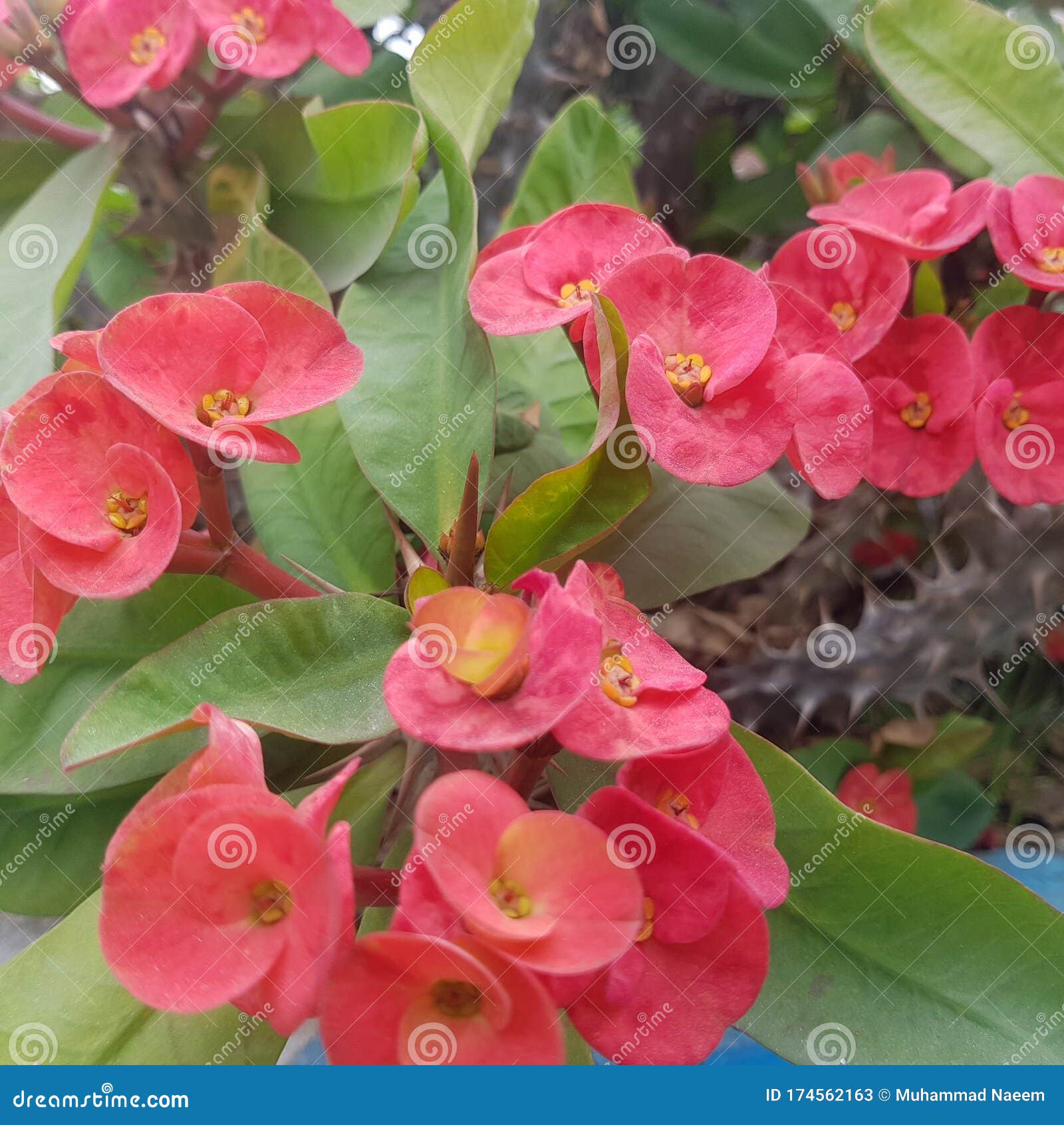 Beautiful flower Red color stock image. Image of pink 174562163