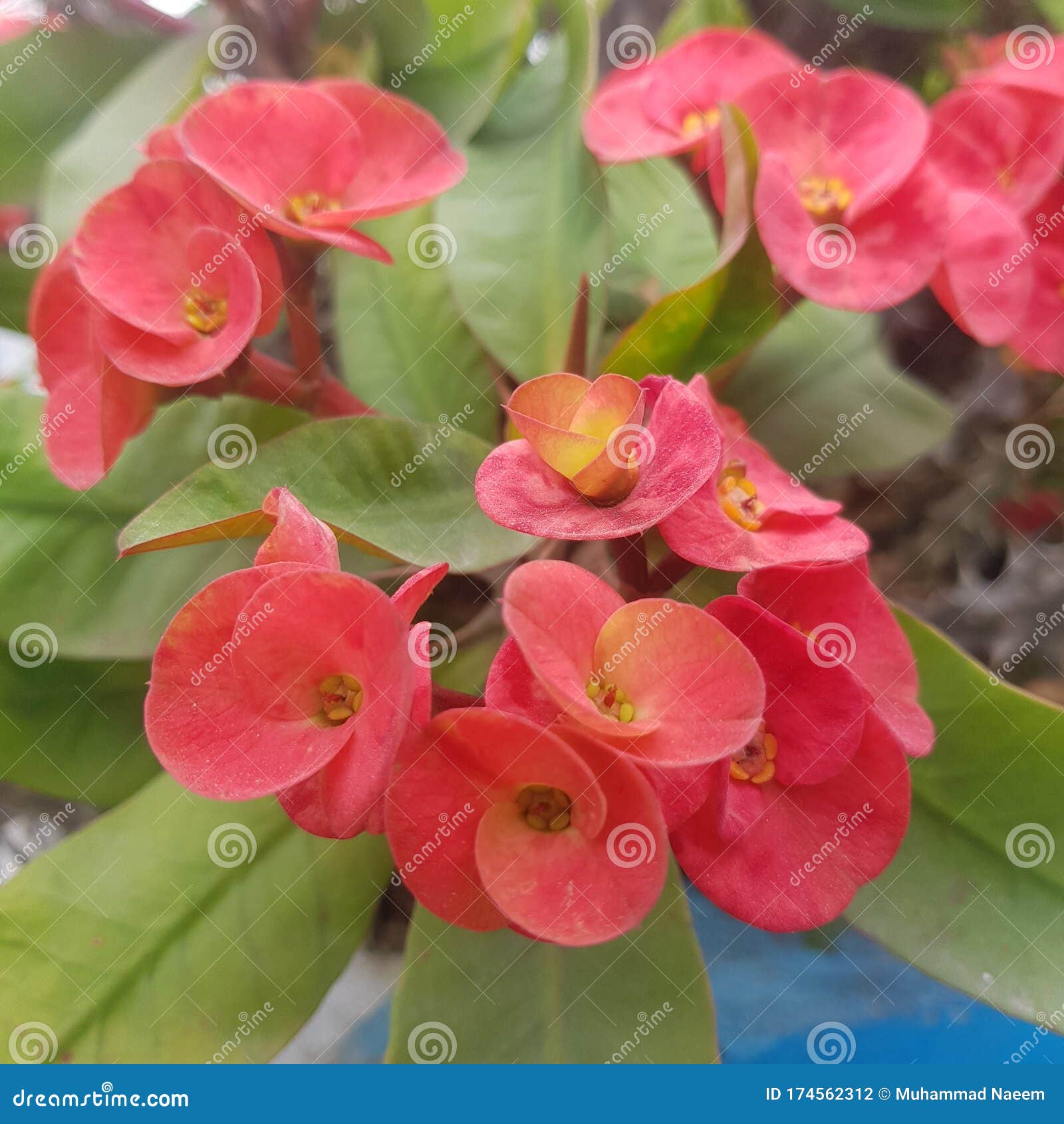 Beautiful flower Red color stock photo. Image of blossom 174562312