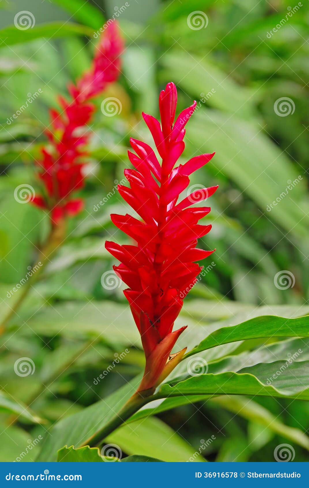 Beautiful Flower Of Red Ginger Plant Stock Photo Image Of Beautify America