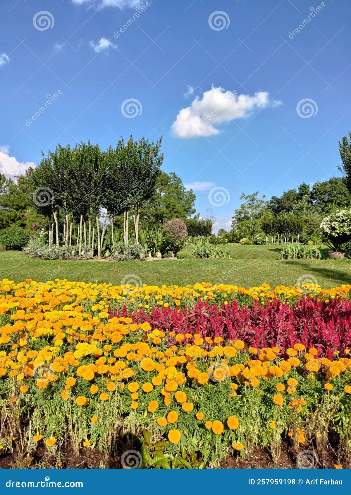 Beautiful Flower Scenery Environment Sky Stock Photo Image of