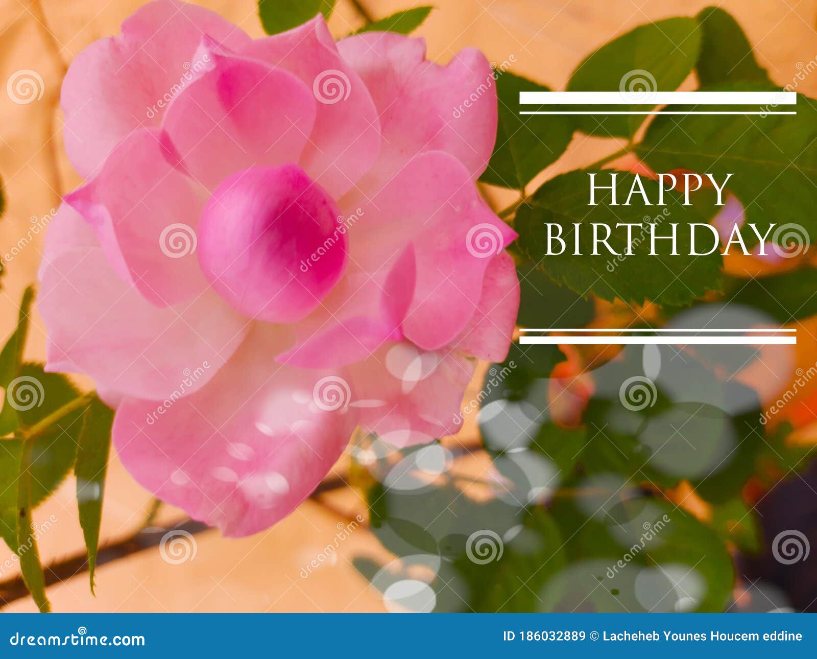 Beautiful Flower To Birthday or Holidays or Couples Lovers Stock Image ...