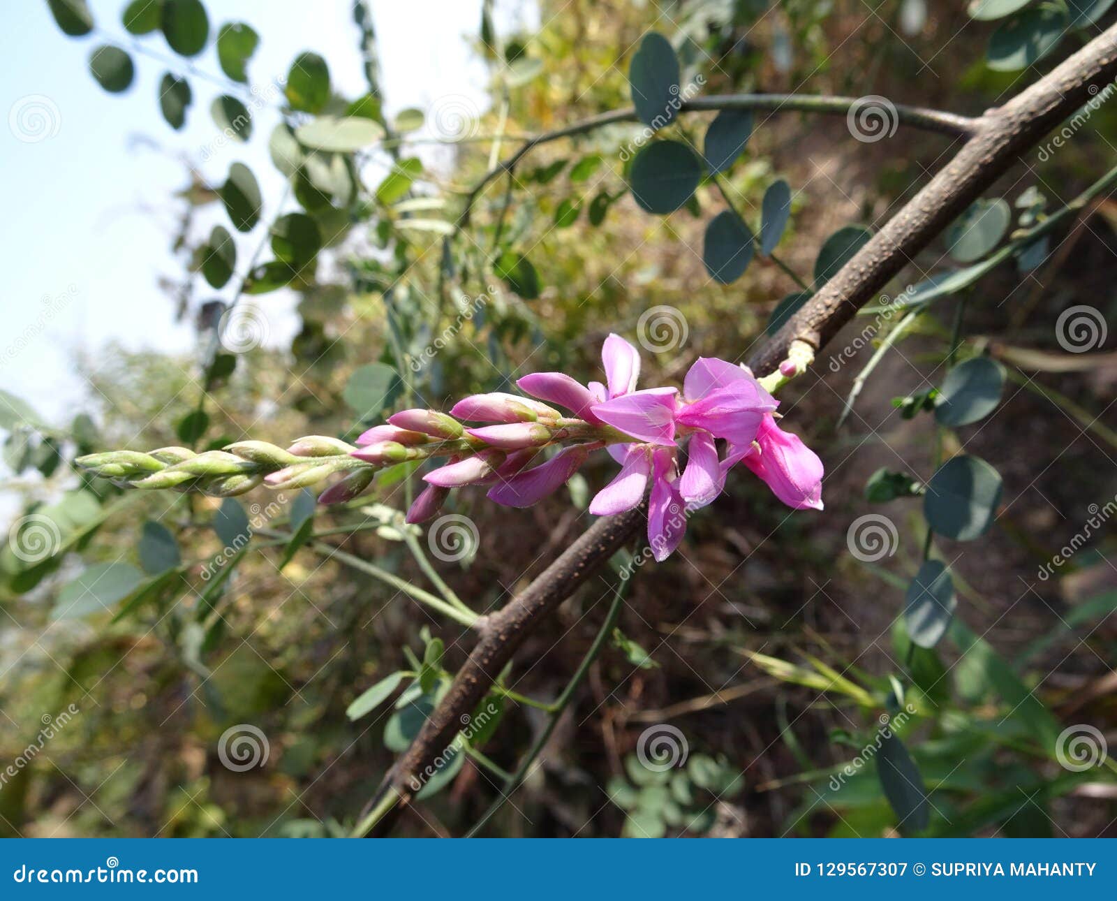 beautiful flower of true indigo indigofera indica plant macro close up