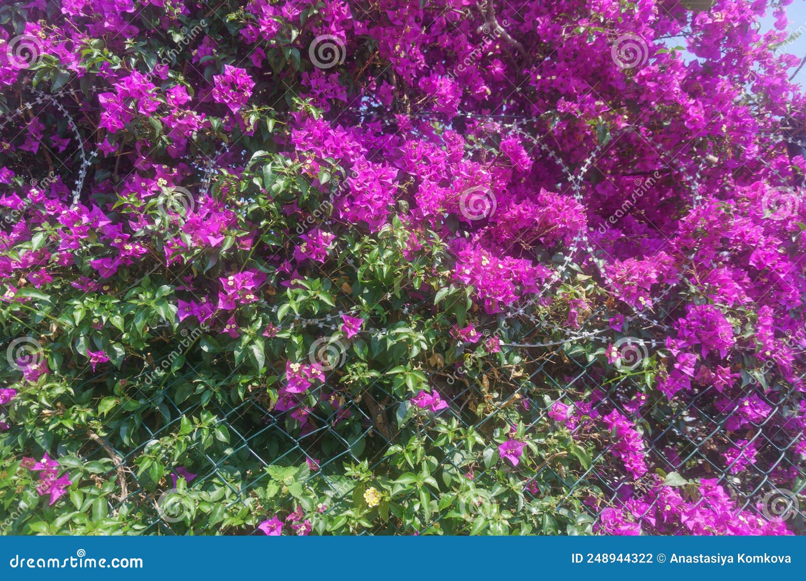 Beautiful Flowering Bush Barbed Wire Fence Stock Photo - Image of fresh ...