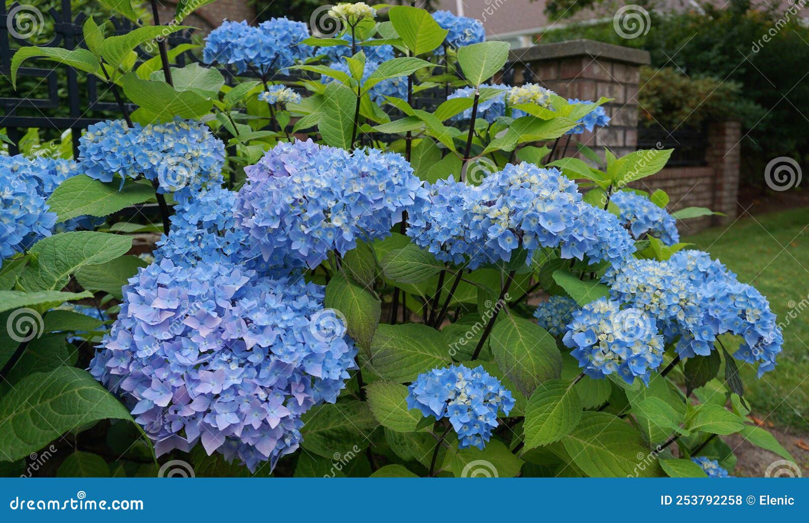 Beautiful Flowering Hydrangea Macrophylla Enziandom with Blue Flowers