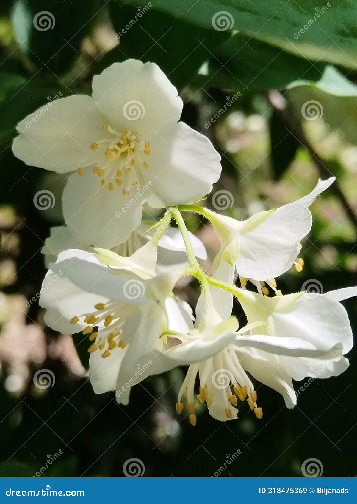 beautiful flowering jasemine tree branch