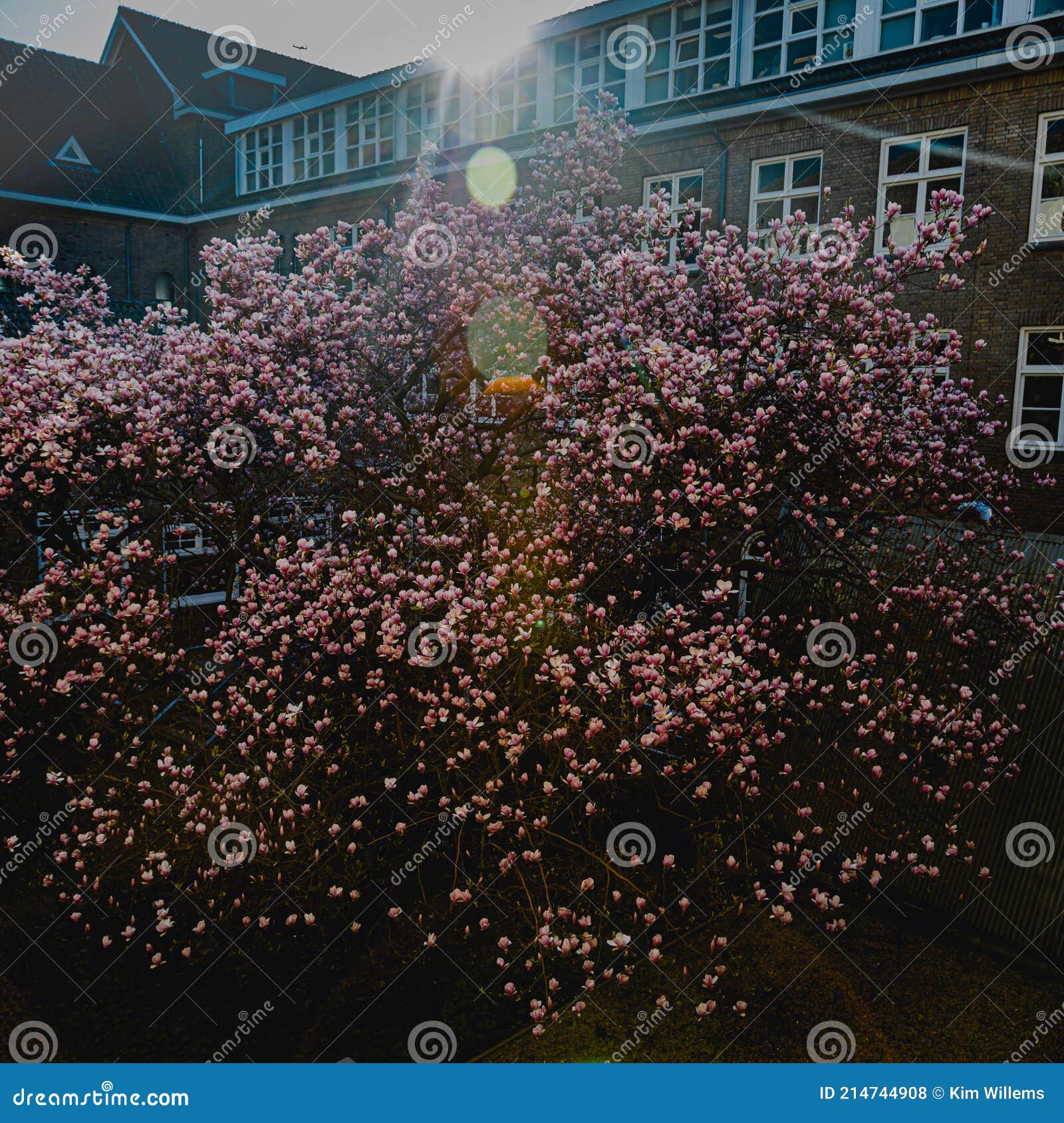 a beautiful flowering magnolia tree near a university building in maastricht