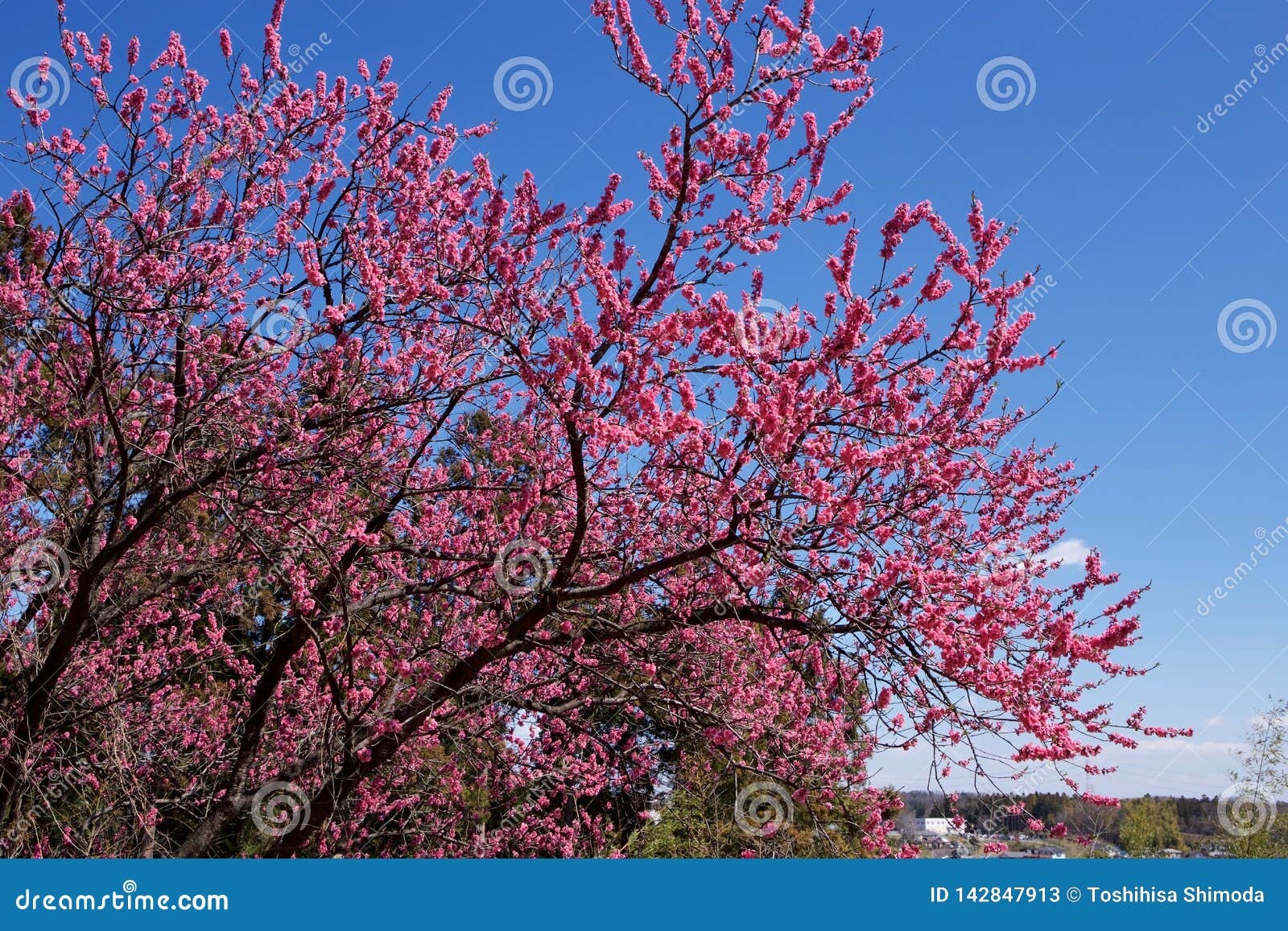Beautiful Flowering Peach Trees in Full Bloom. Stock Image - Image of ...