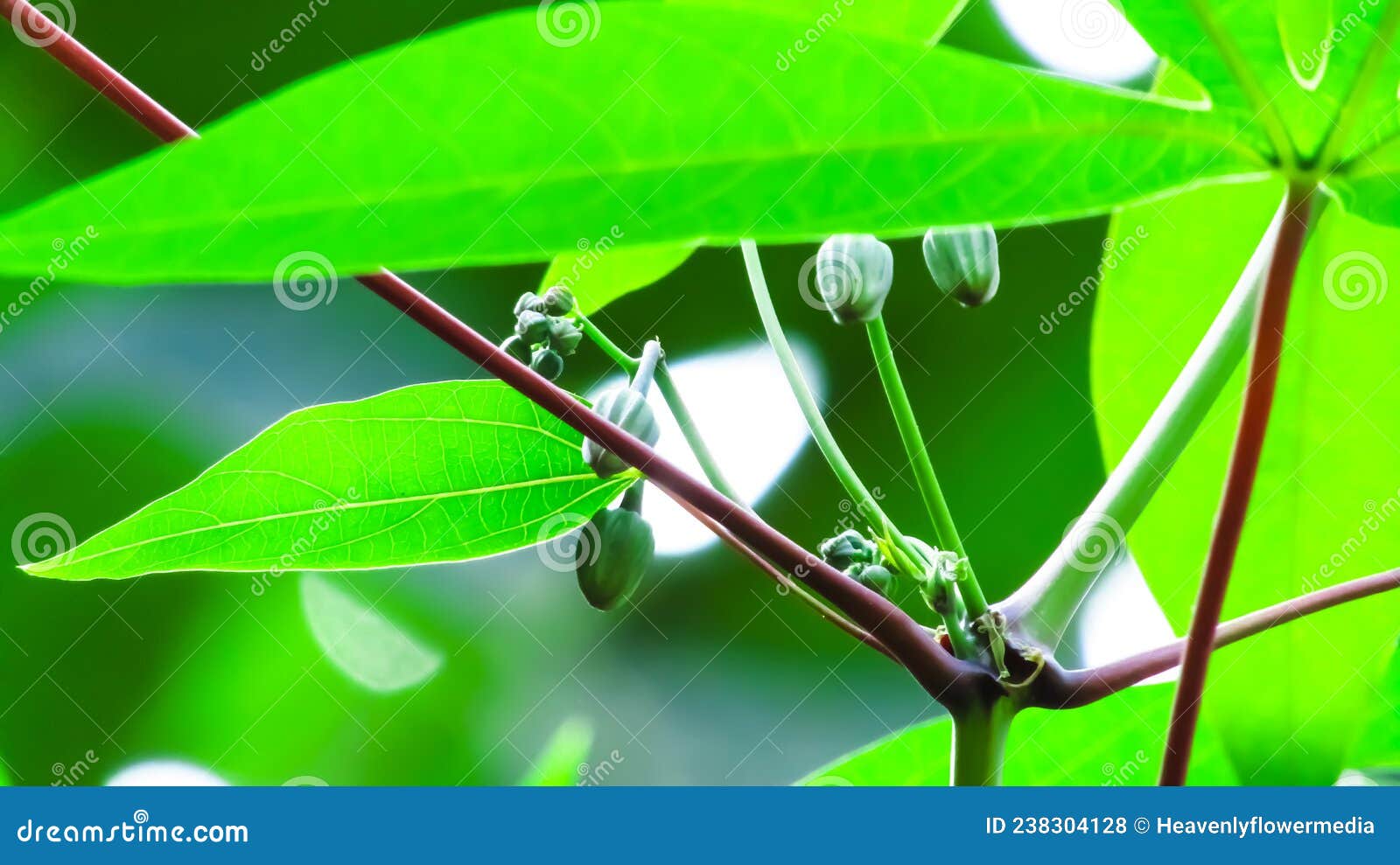 Beautiful Flowering of Tapioca Stock Photo Image of beautiful