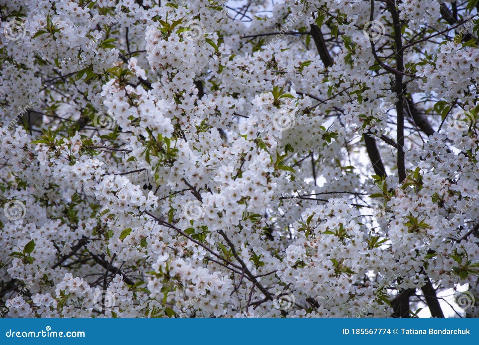 Beautiful Flowering Trees. Flowers on Fruit Trees Everlasting Stock