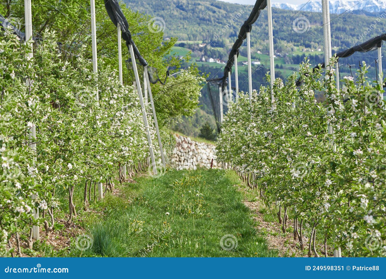 Beautiful Flowers on Apple Tree. Blossoming Apple Trees in Spring Stock