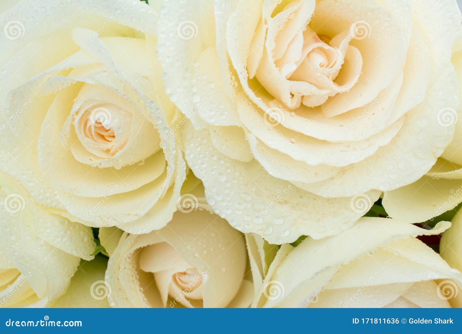 Beautiful Flowers Background with Cream Roses Bouquet Stock Photo ...