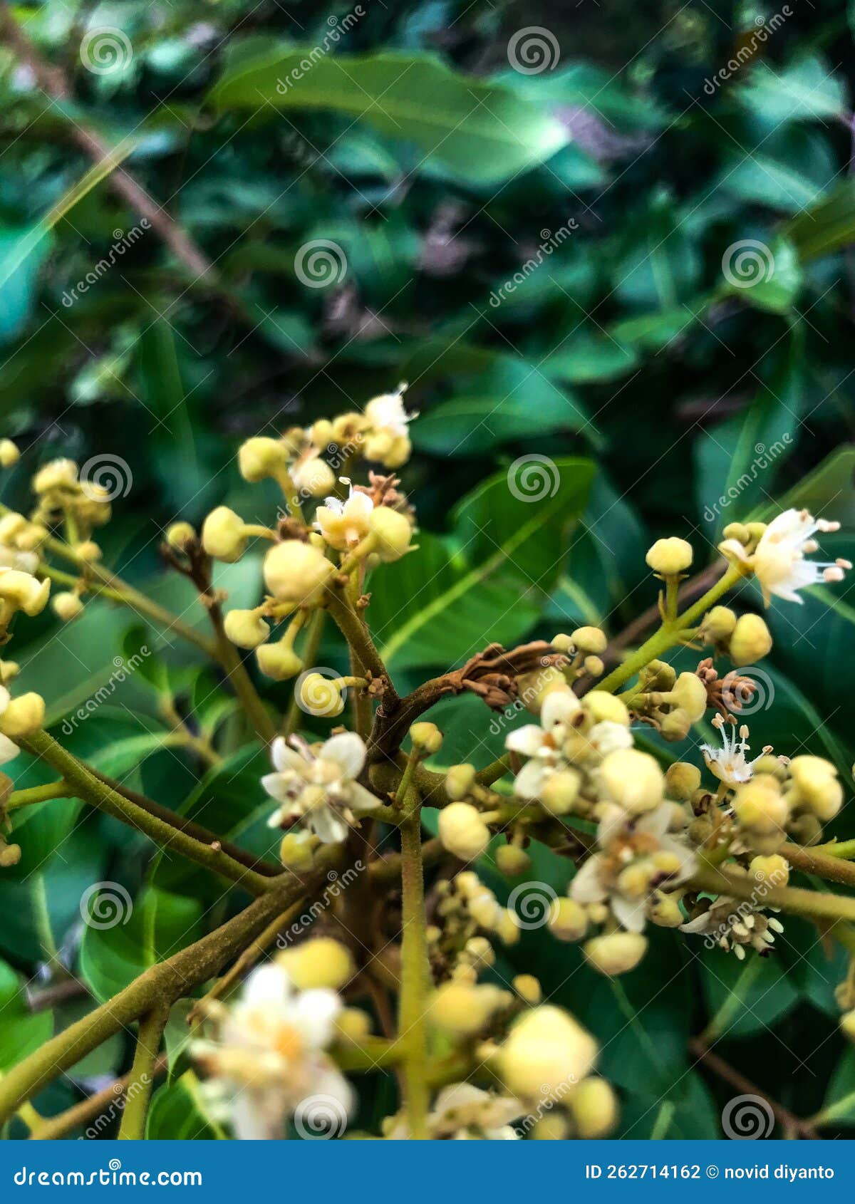 Fruit flower stock photo. Image of fruit, flowers, edible 262714162