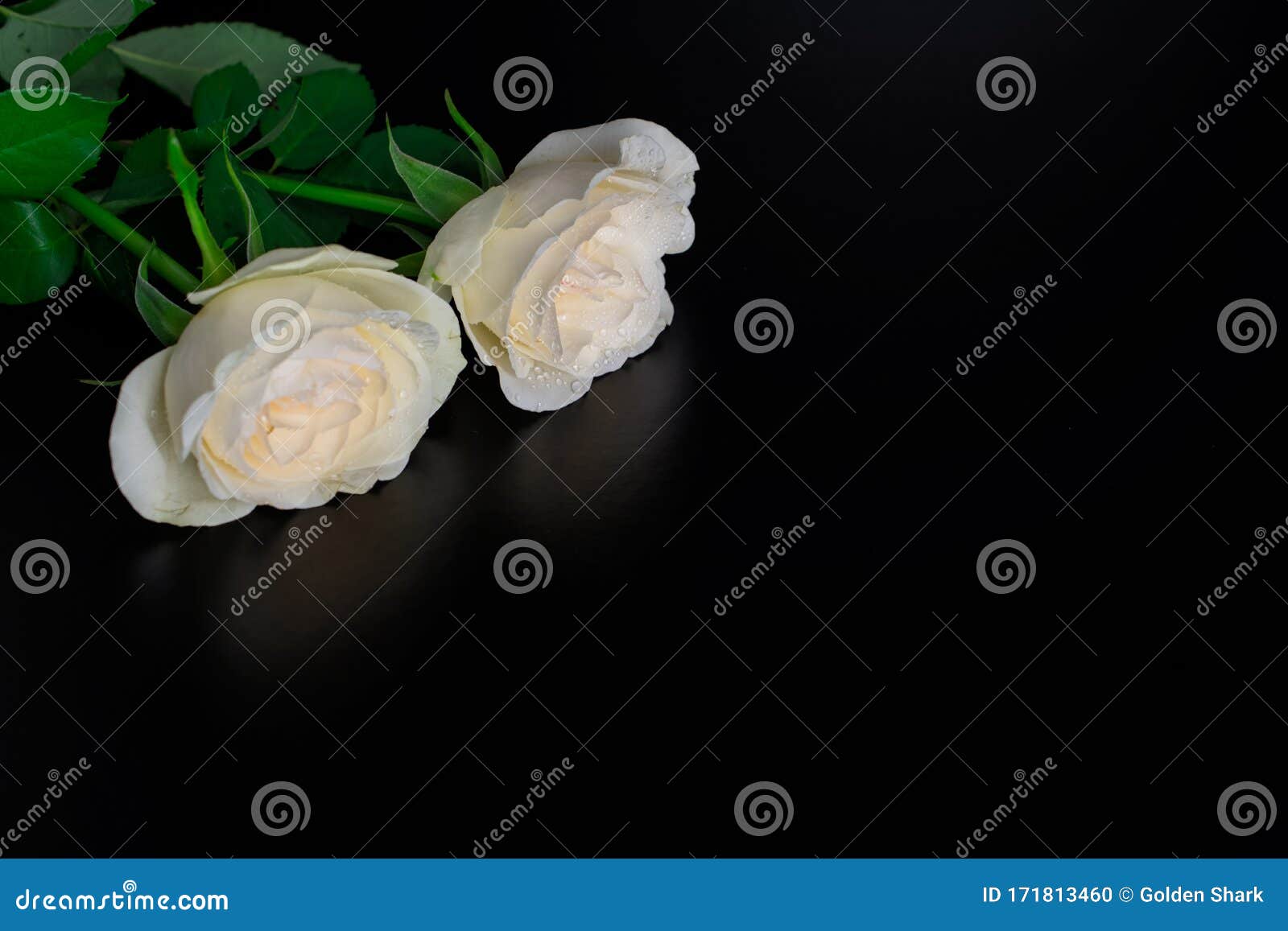 Beautiful Flowers on Black Background with Two Cream Roses Bouquet ...