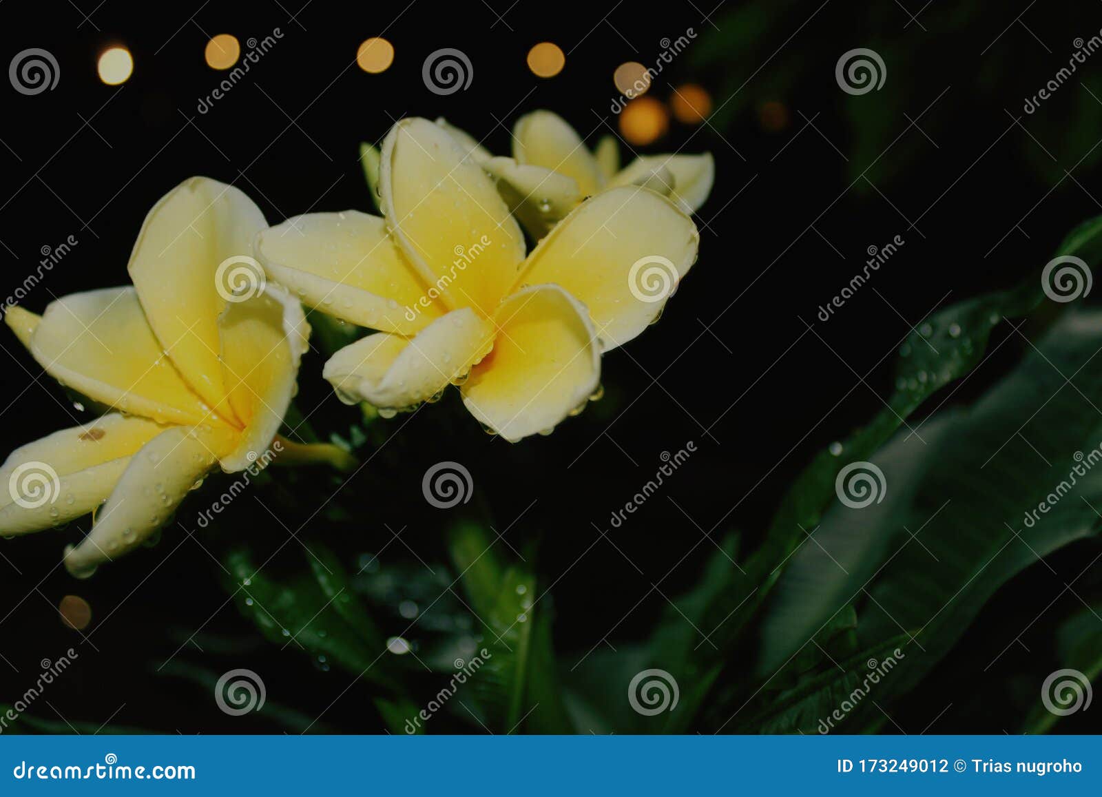 Beautiful Flowers Bloom at Night Stock Photo Image of leaf, montain