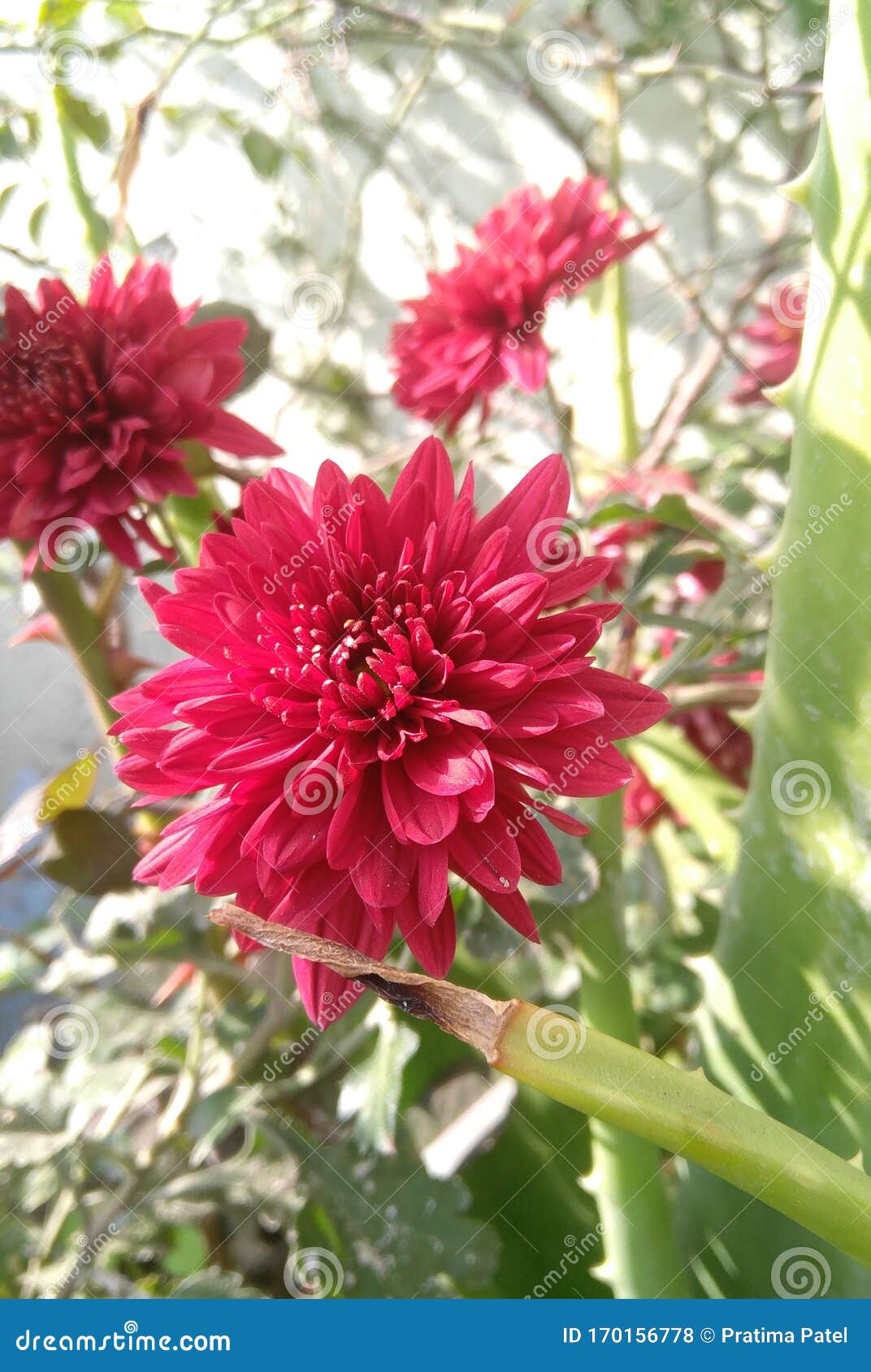 Beautiful Flowers Blooming in the Branch of Green Leaves Plant Growing Garden, Photography, Natural Beauty Stock Photo - Image of natural, blooming: 170156778