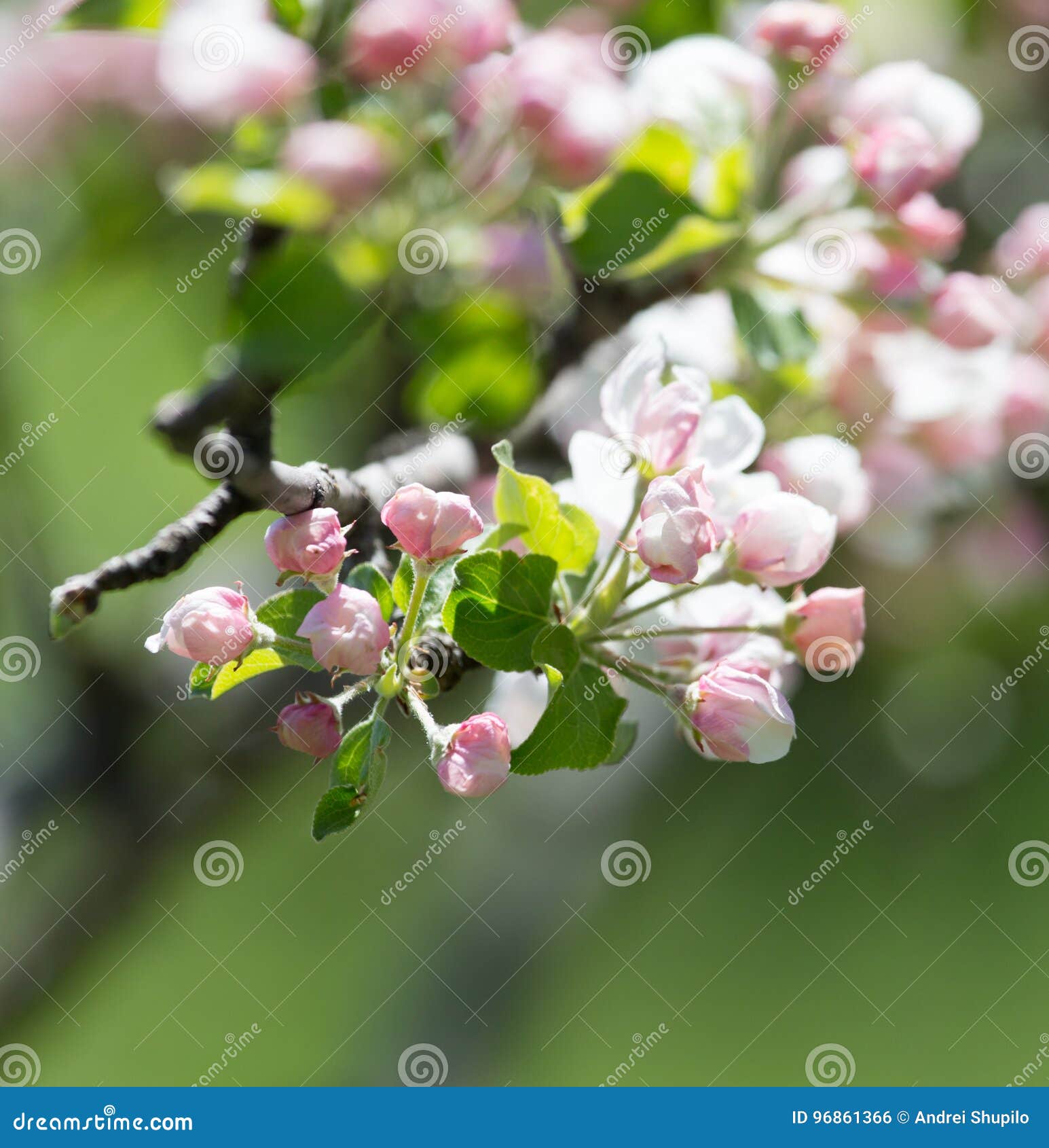 Beautiful Flowers on the Branches of Apple Trees Stock Photo Image of