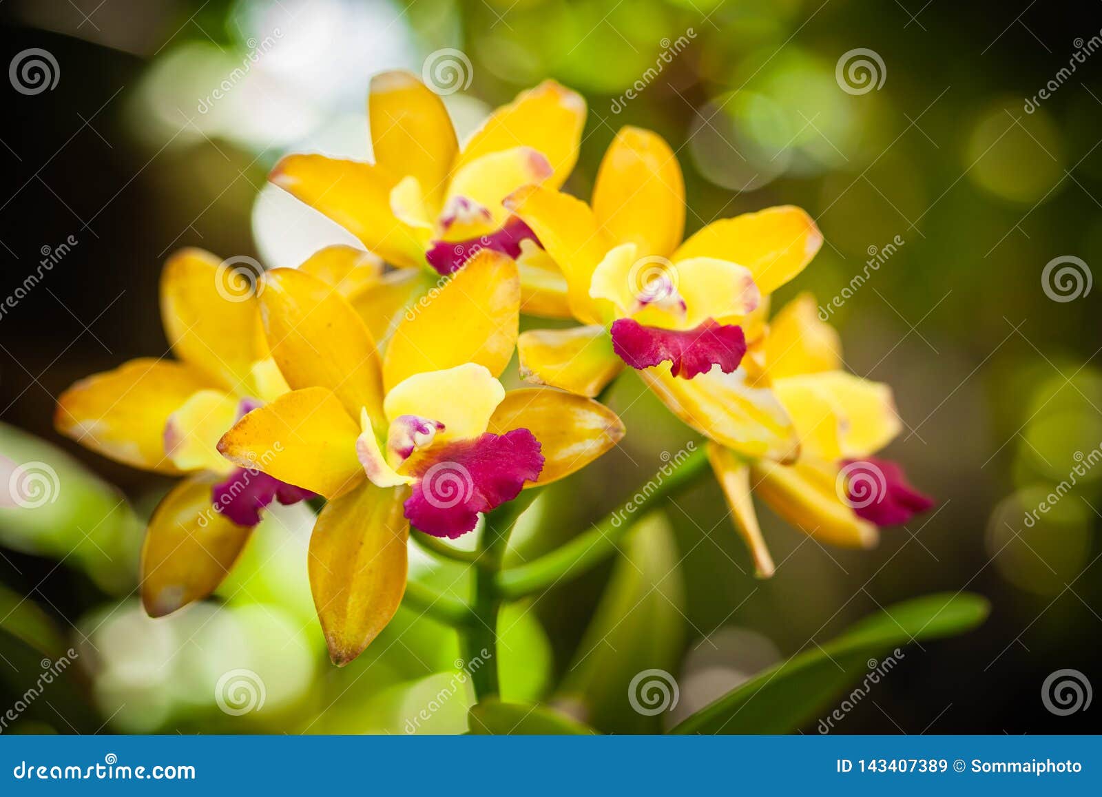 Beautiful Flowers, Cattleya Orchids Stock Image Image of color