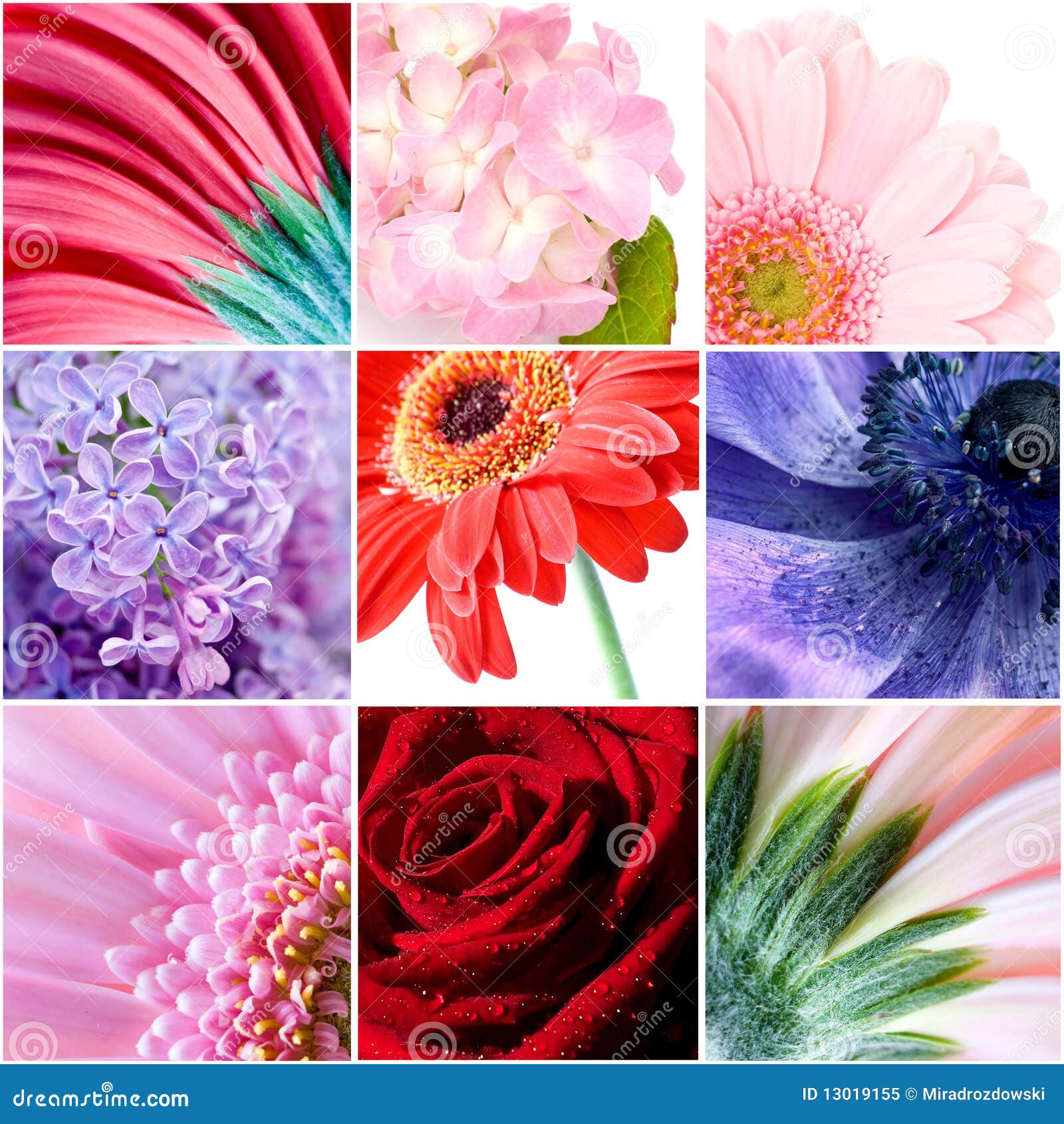 Beautiful flowers collage stock image. Image of background 13019155