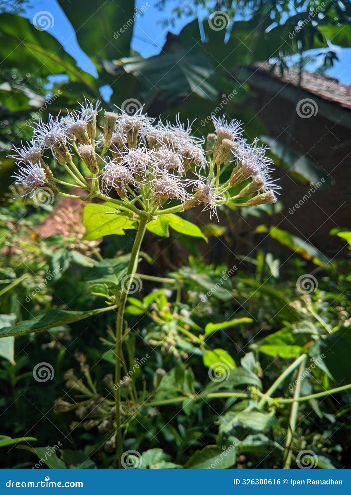 beautiful flowers of the communist plant (chromolaena odorata) with some parts in focus