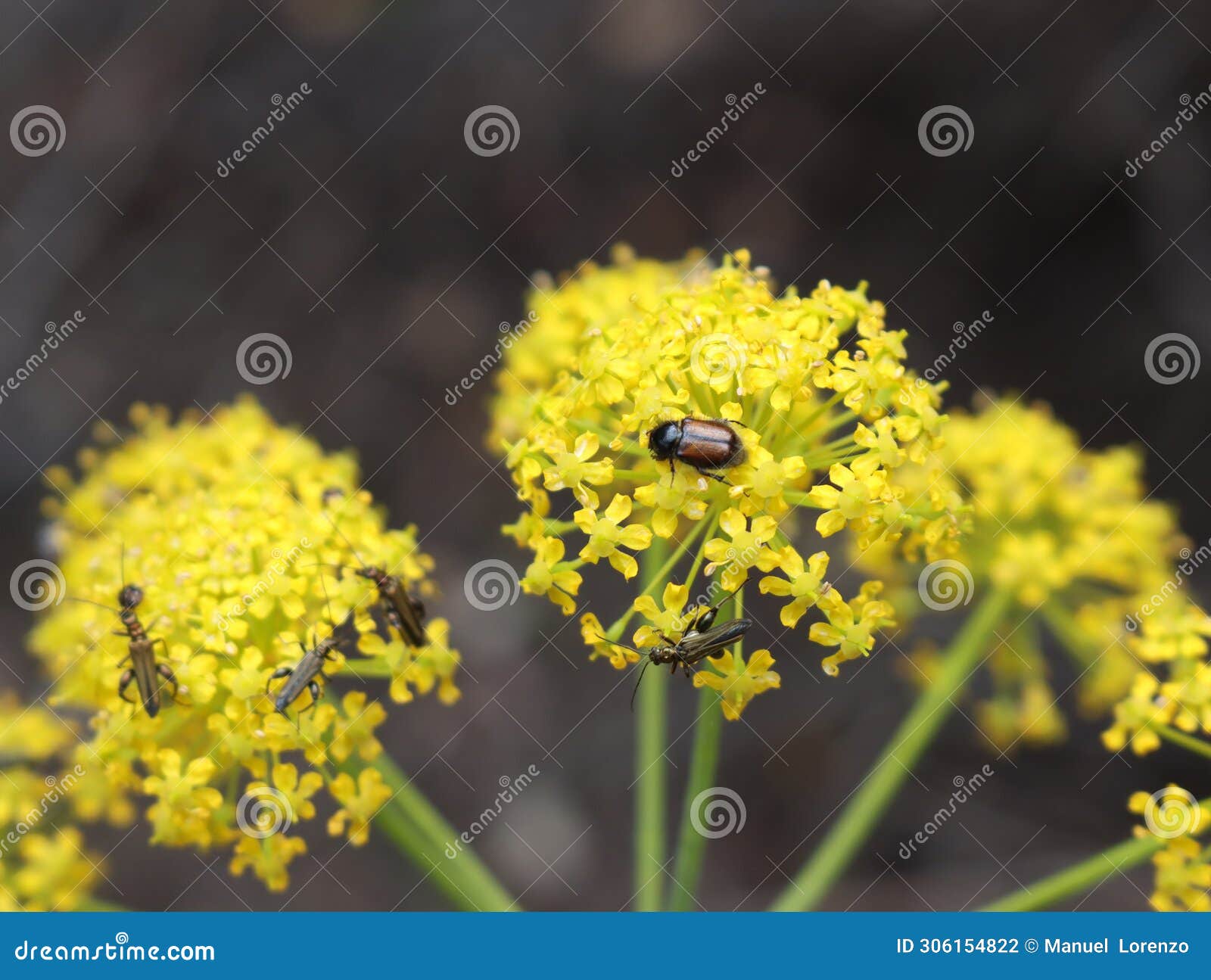 beautiful flowers of different colors with pollinating insects macro natural fence