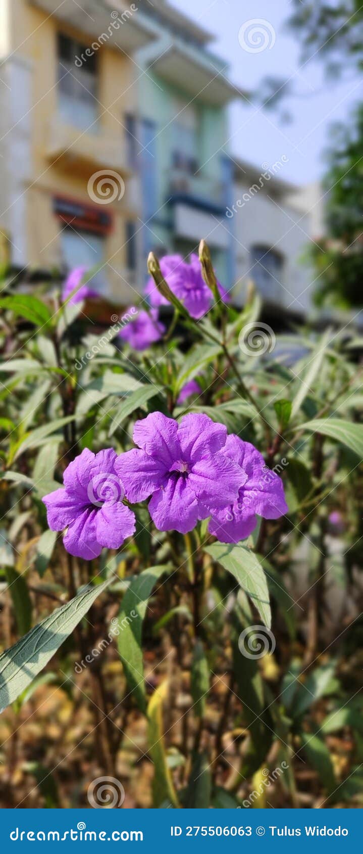 Beautiful Flowers Even Though they only Grow on the Side of Dirty Roads