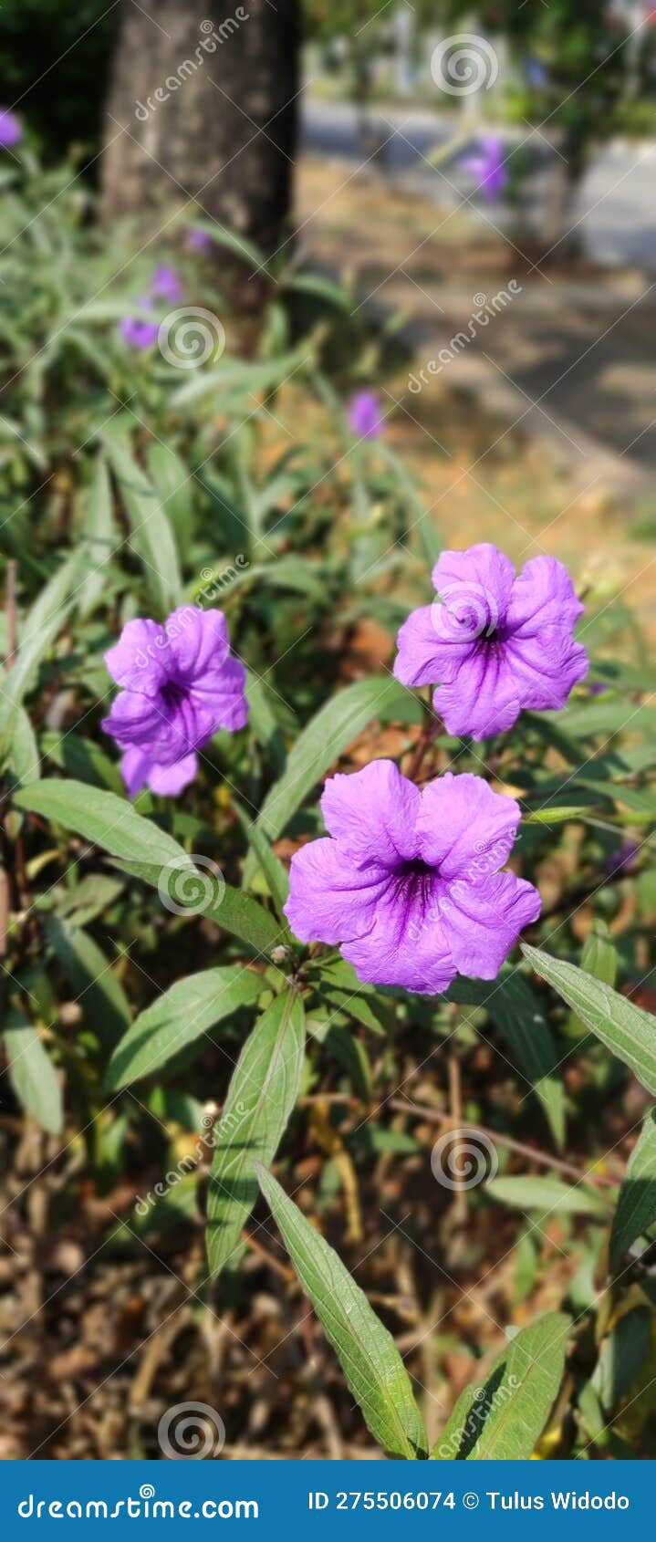 Beautiful Flowers Even Though they only Grow on the Side of Dirty Roads