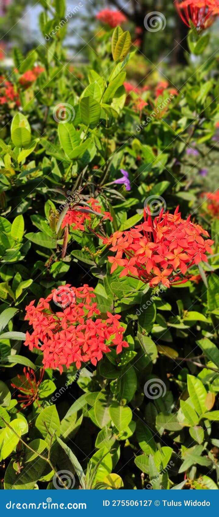 Beautiful Flowers Even Though they only Grow on the Side of Dirty Roads