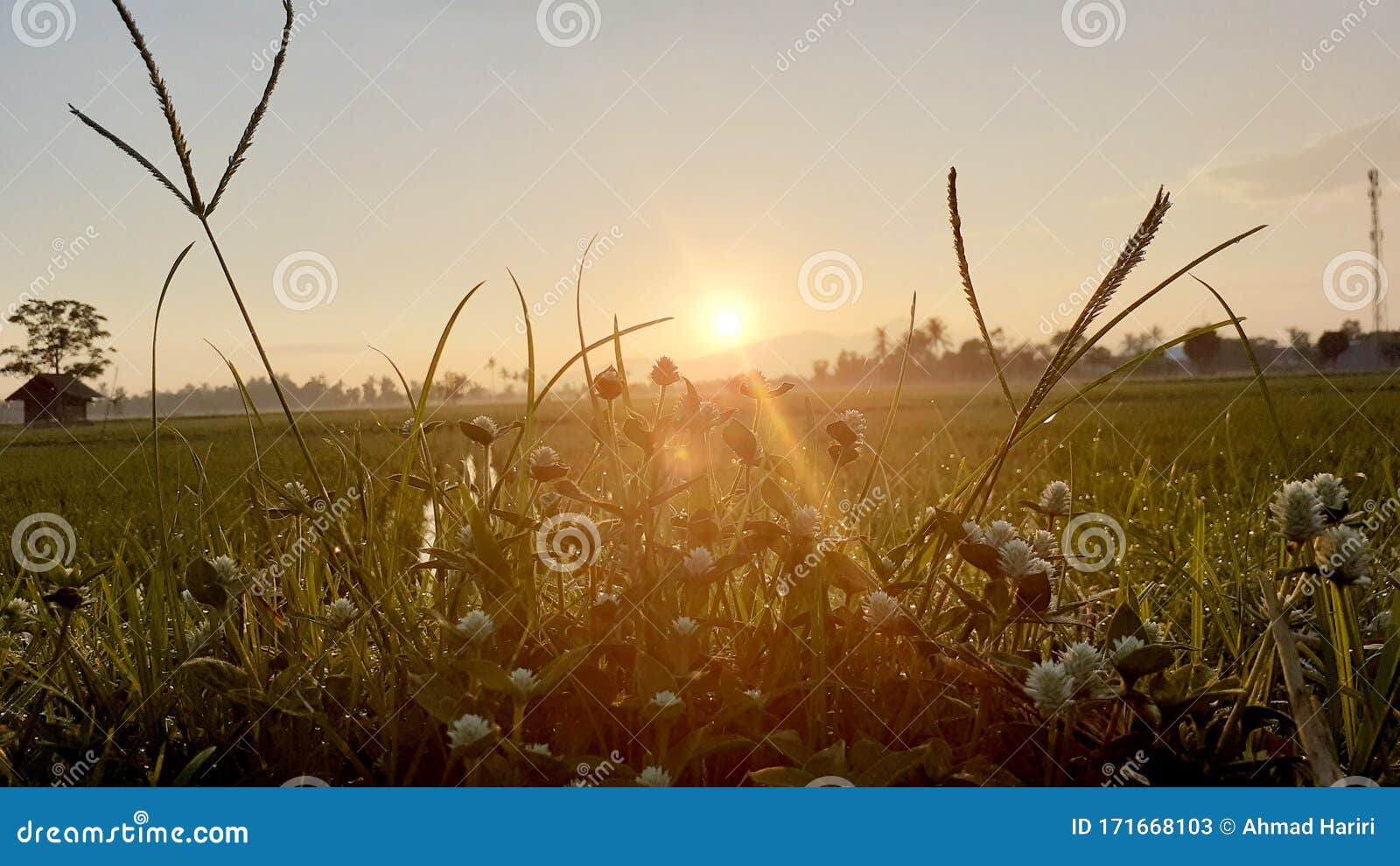The Beautiful Flowers Follow the Sun Rise Stock Image Image of