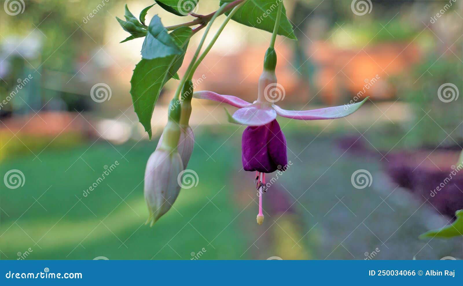 Beautiful Flowers Of Fuchsia Magellanica Also Known As Hardy Fuchsia