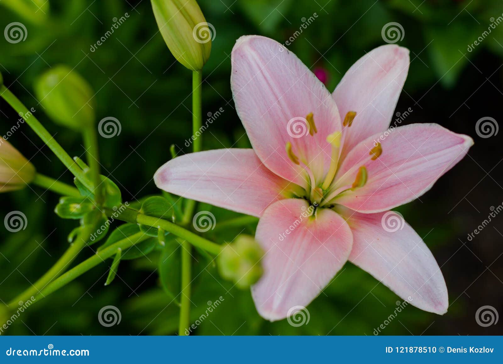 Beautiful Flowers of a Gently Pink Lily in a Green Garden Stock Photo ...