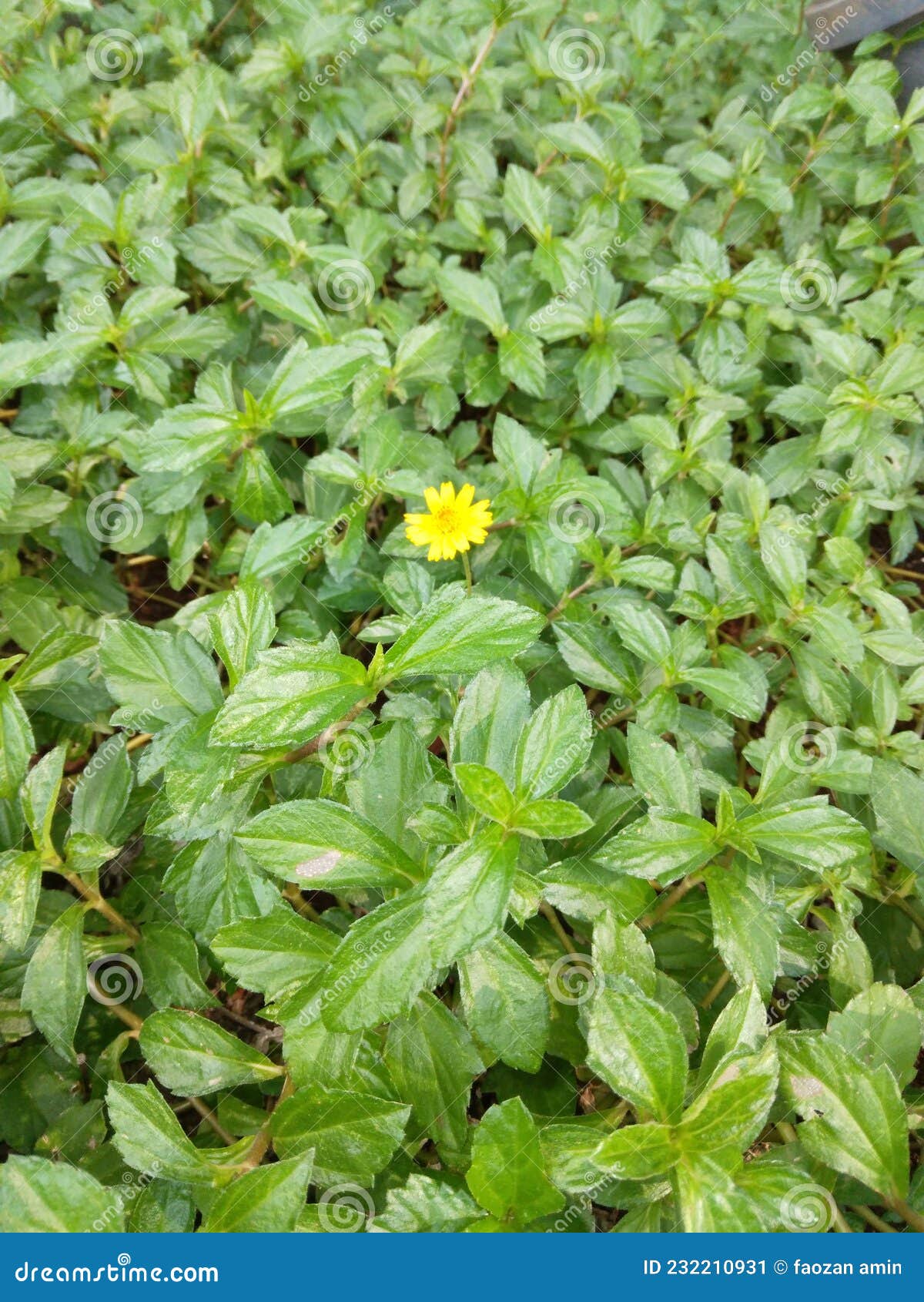 Beautiful Flowers Grow Alone Stock Image Image of soil, yellow 232210931