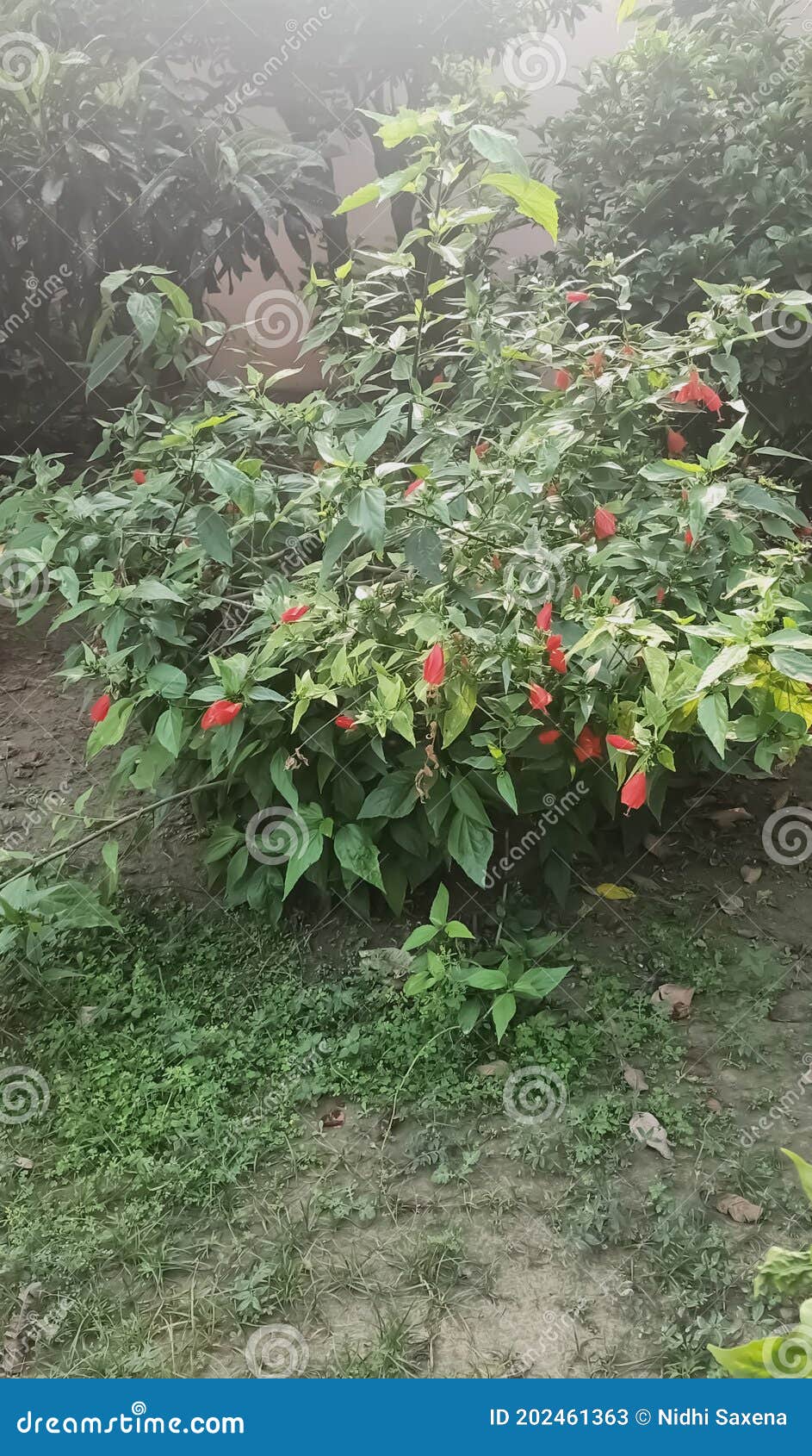 beautiful flowers growing on the planta
