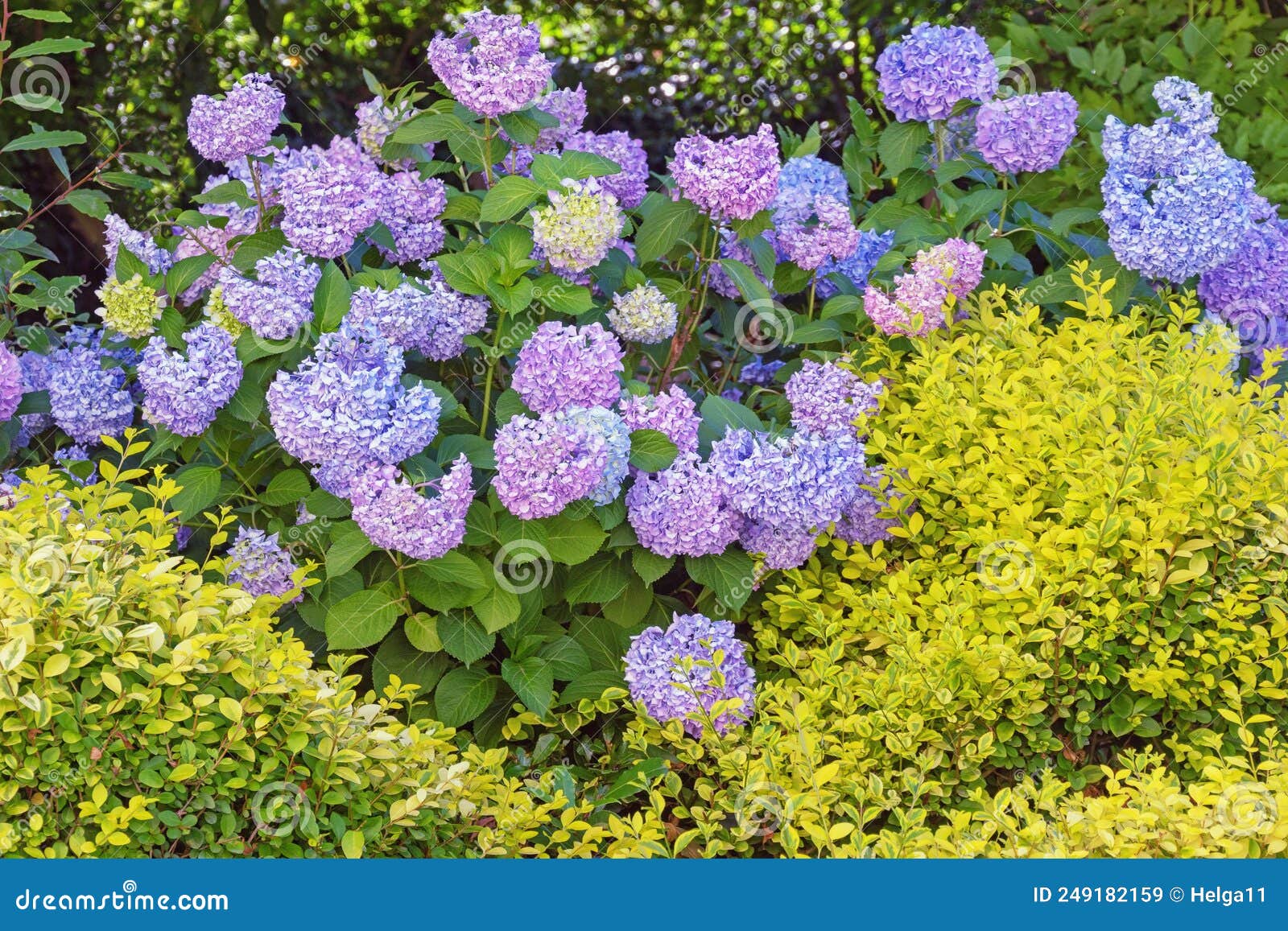 Hydrangea Flowers Hydrangea Macrophylla in Garden Stock Image Image