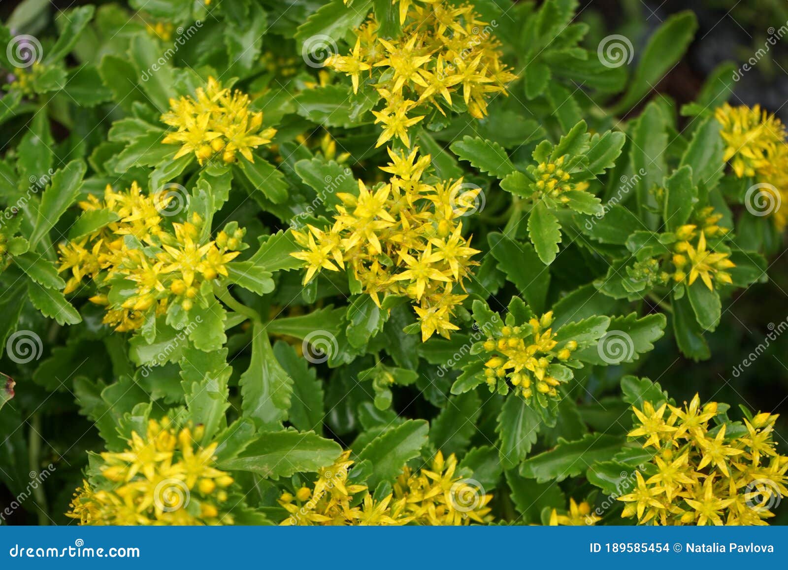 Kamchatka Stonecrop, Sedum Kamtschaticum in the Garden. Berlin, Germany ...