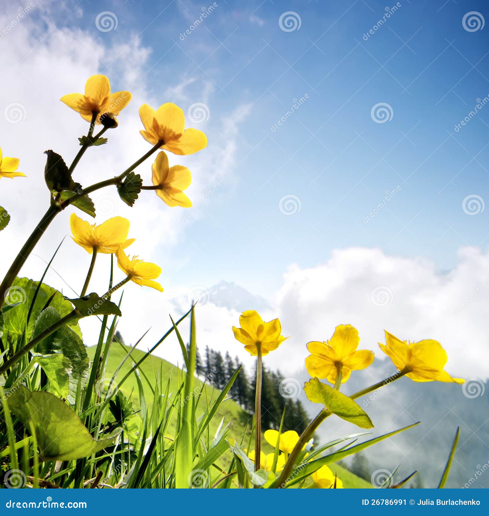 Beautiful Flowers in the Mountains Stock Image Image of grow, tourism