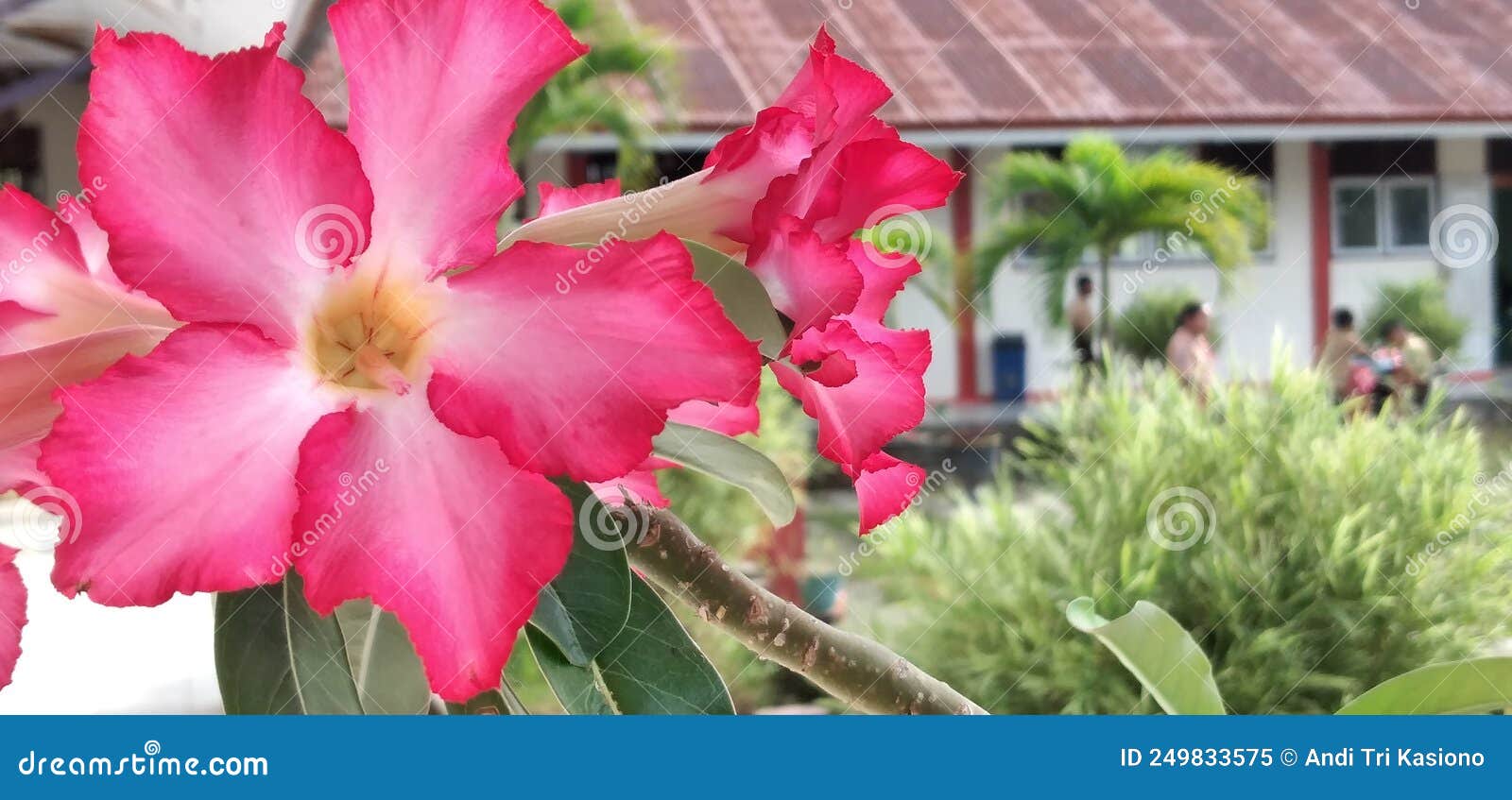 Beautiful Flowers in My Yard Stock Image Image of tree, garden 249833575